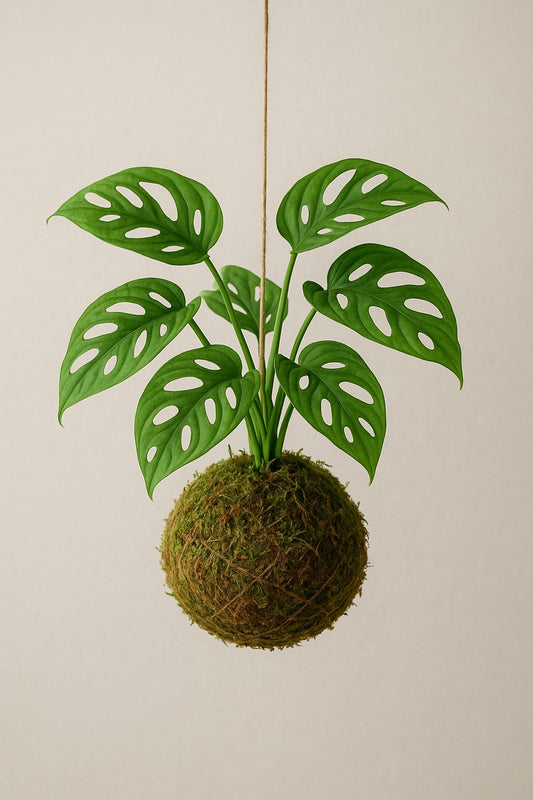 Kokedama | Monstera Adansonii