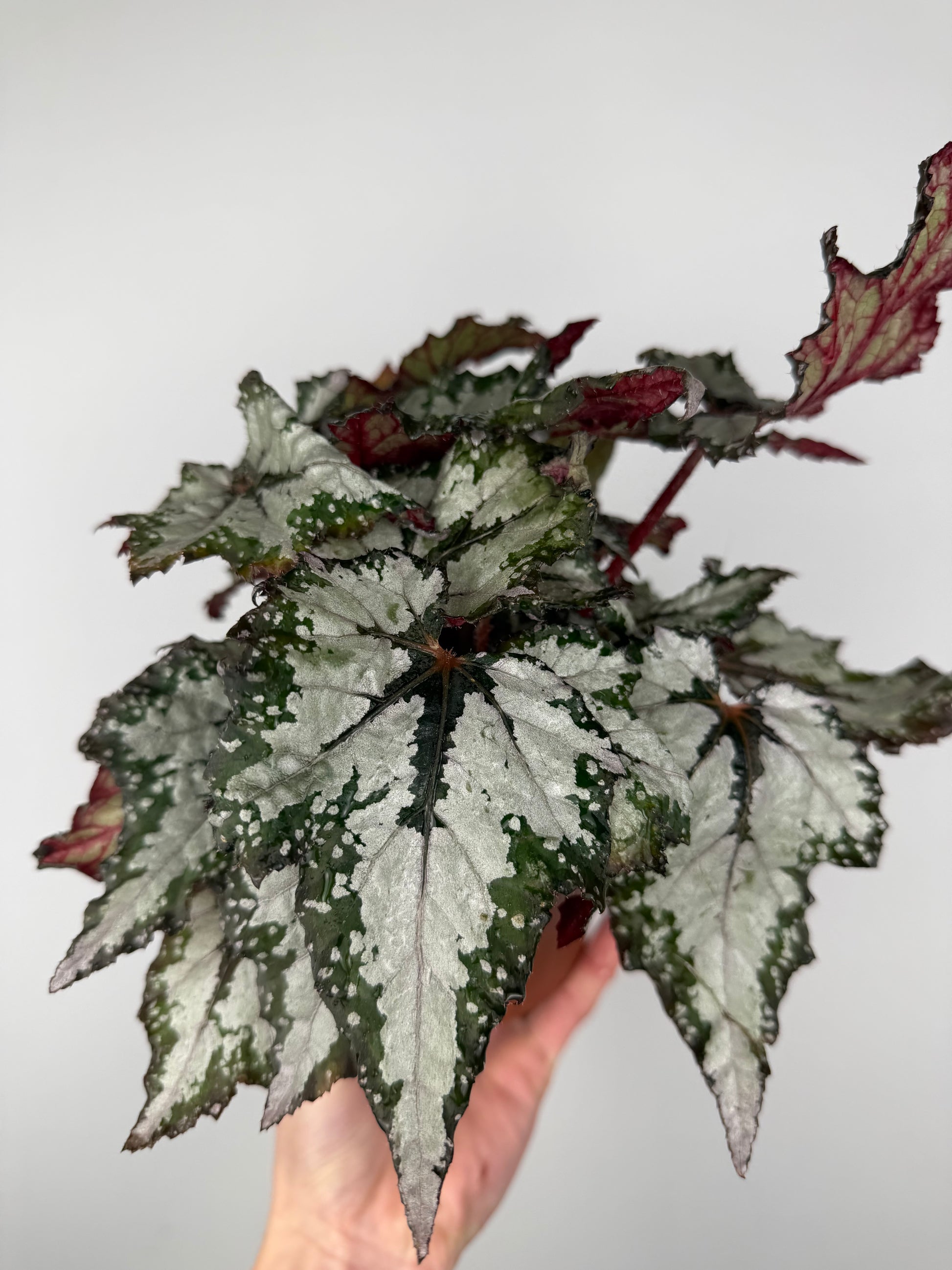 Begonia 'Sumatra Green'
