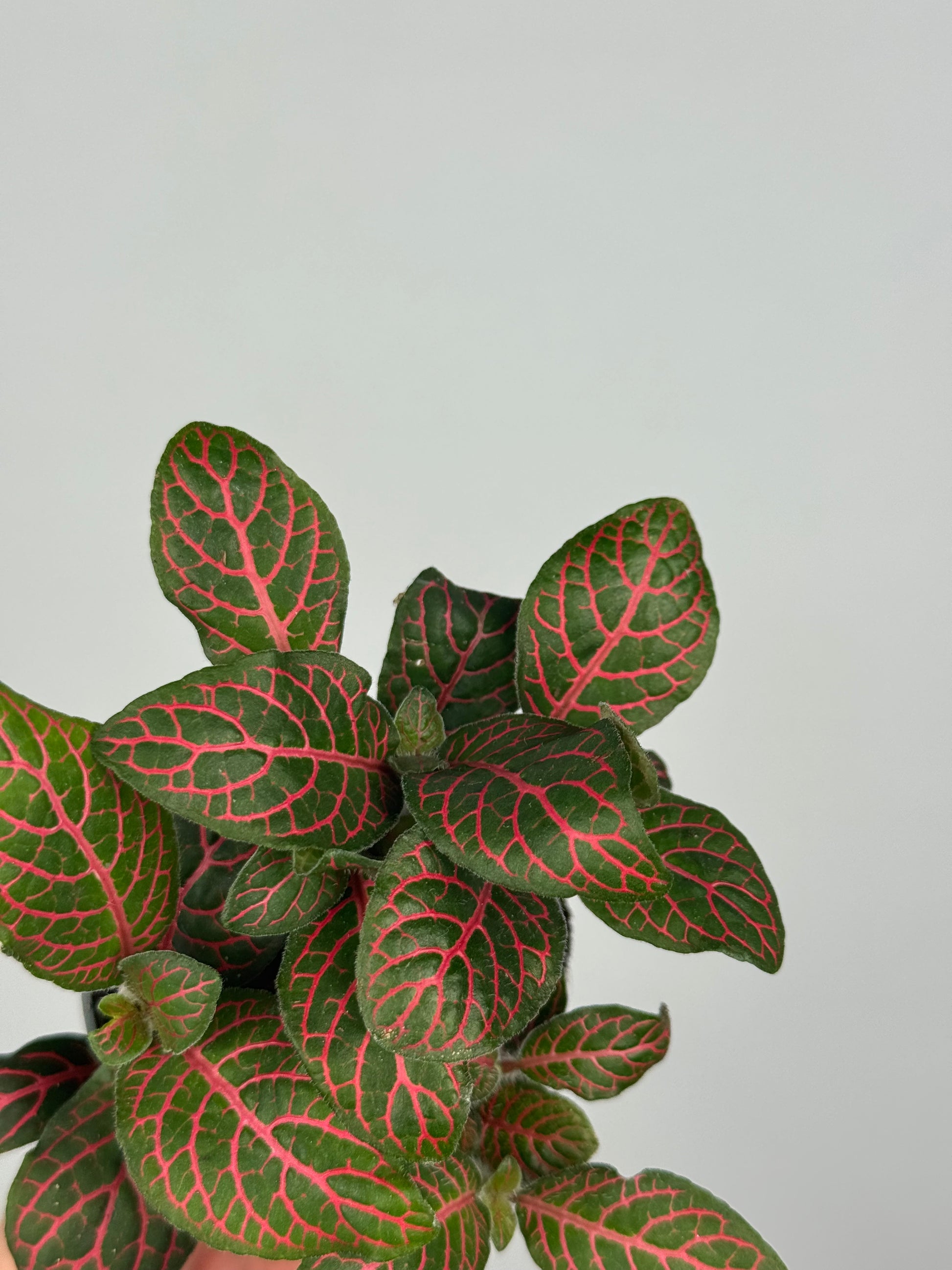 Fittonia verschaffeltii 'Red Star'