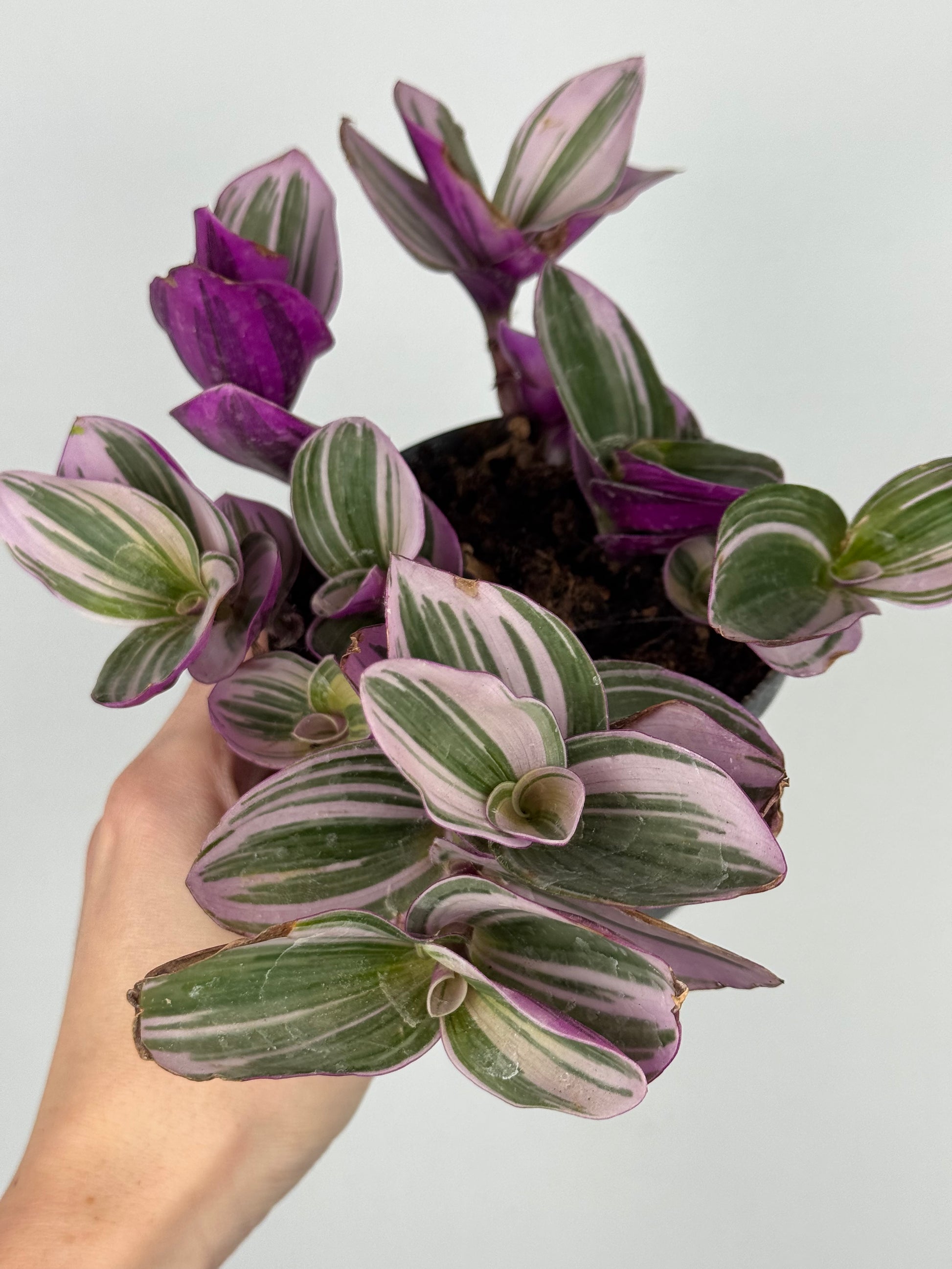 Tradescantia Nanouk | Zinnia