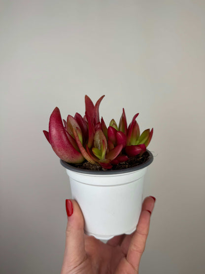 Crassula Capitella “Campfire”