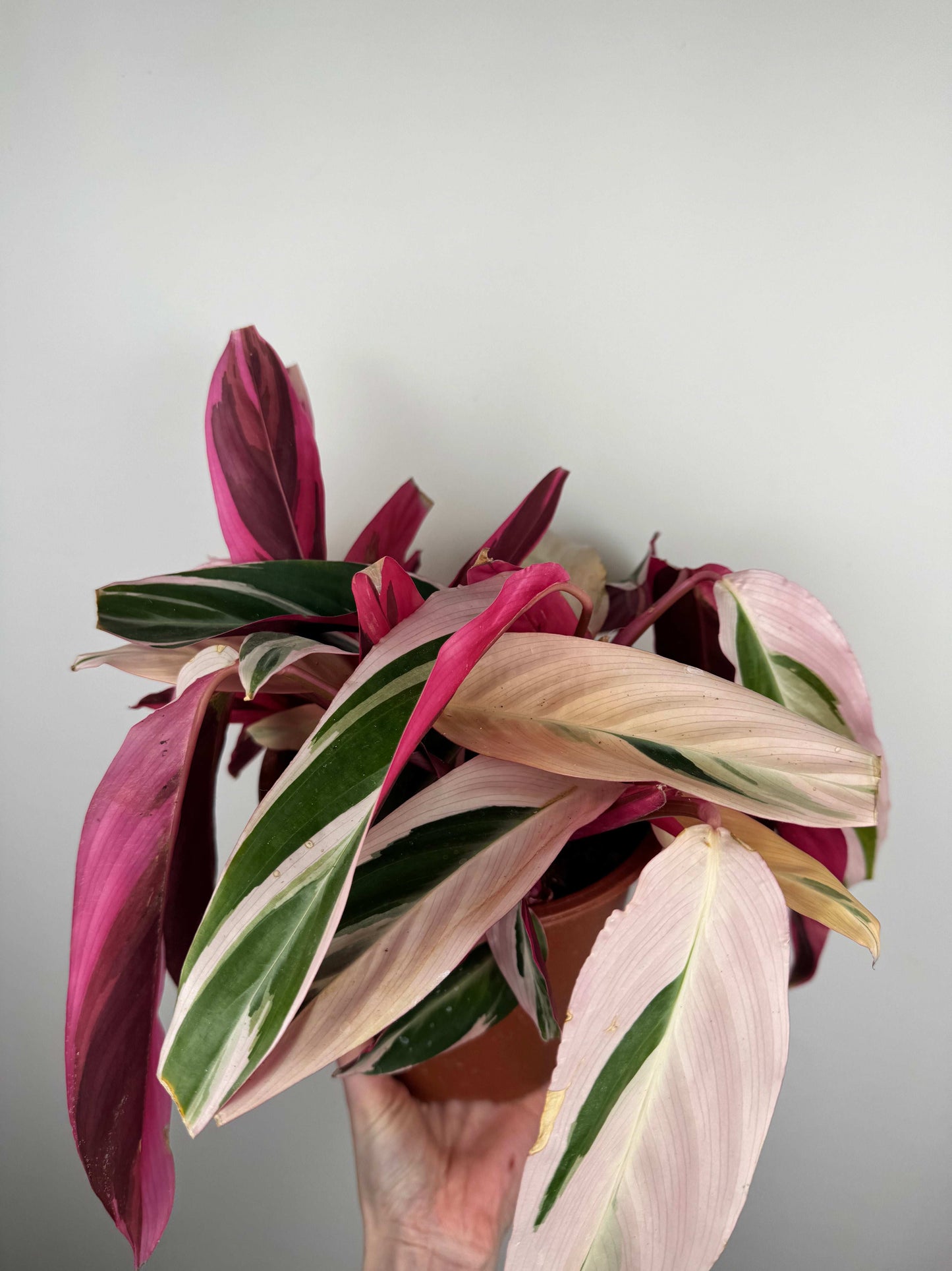 Stromanthe Sanguinea “Triostar” | Valeria
