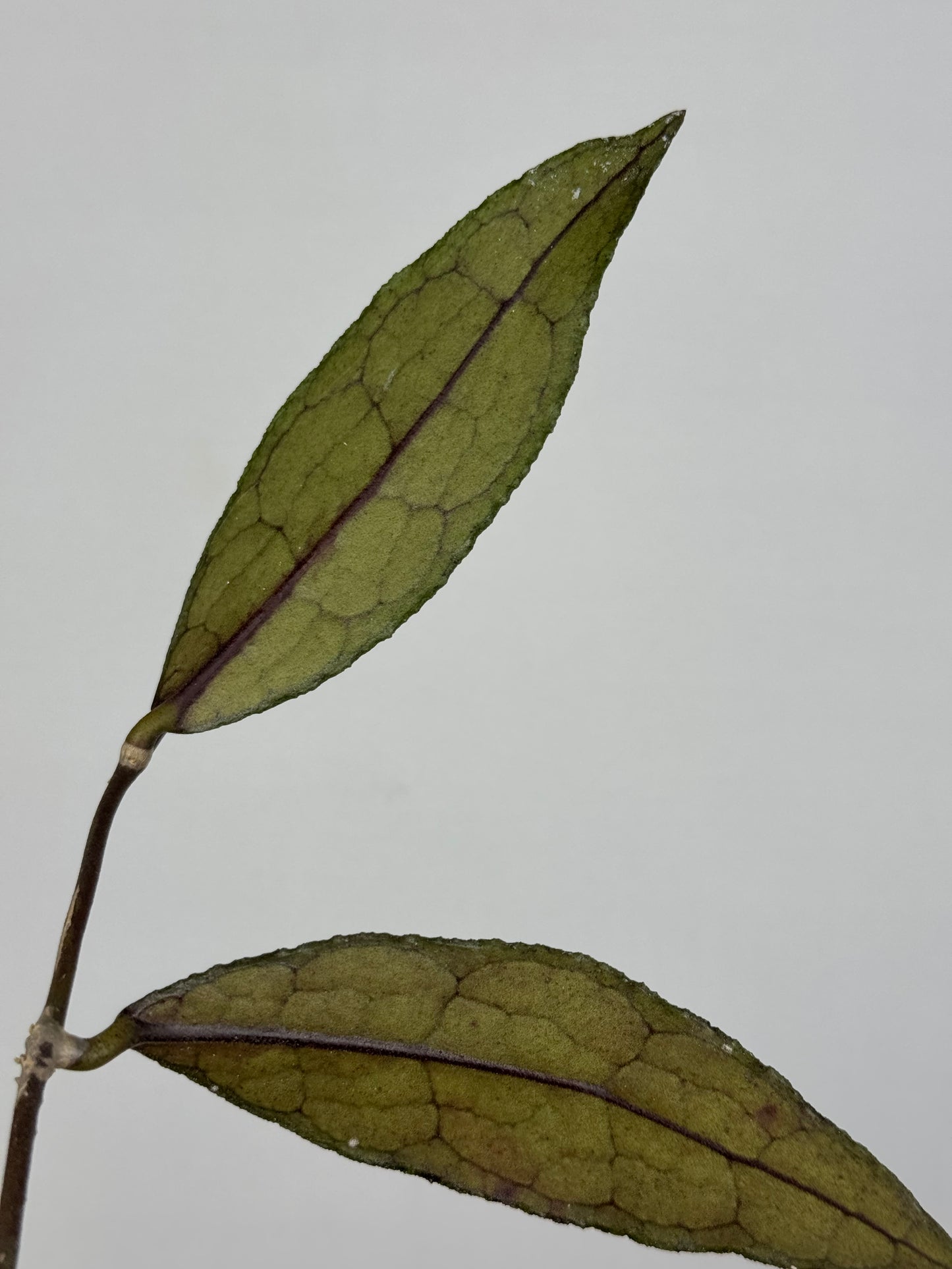 Hoya Clemensiorum Sumatra