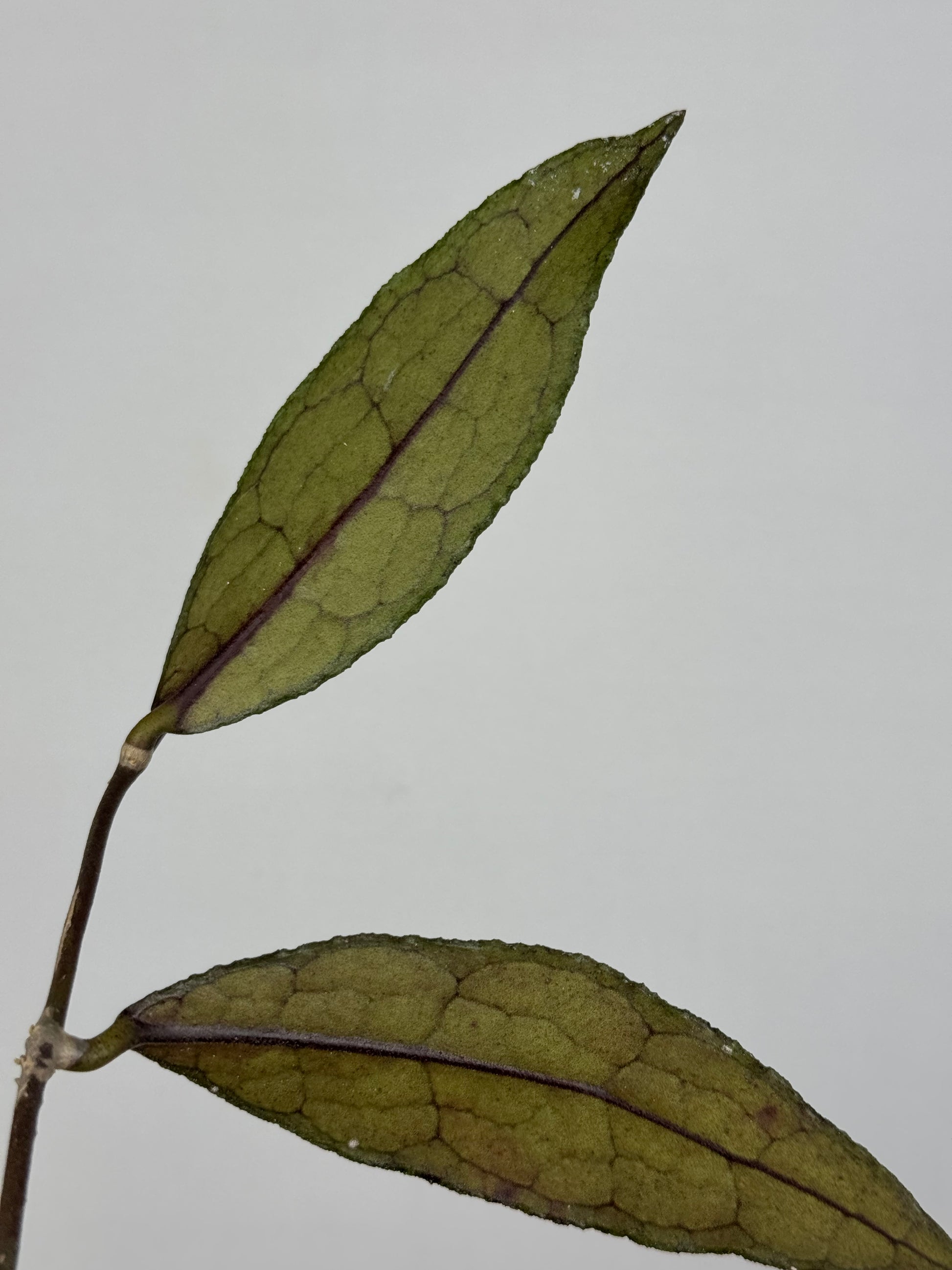 Hoya Clemensiorum Sumatra