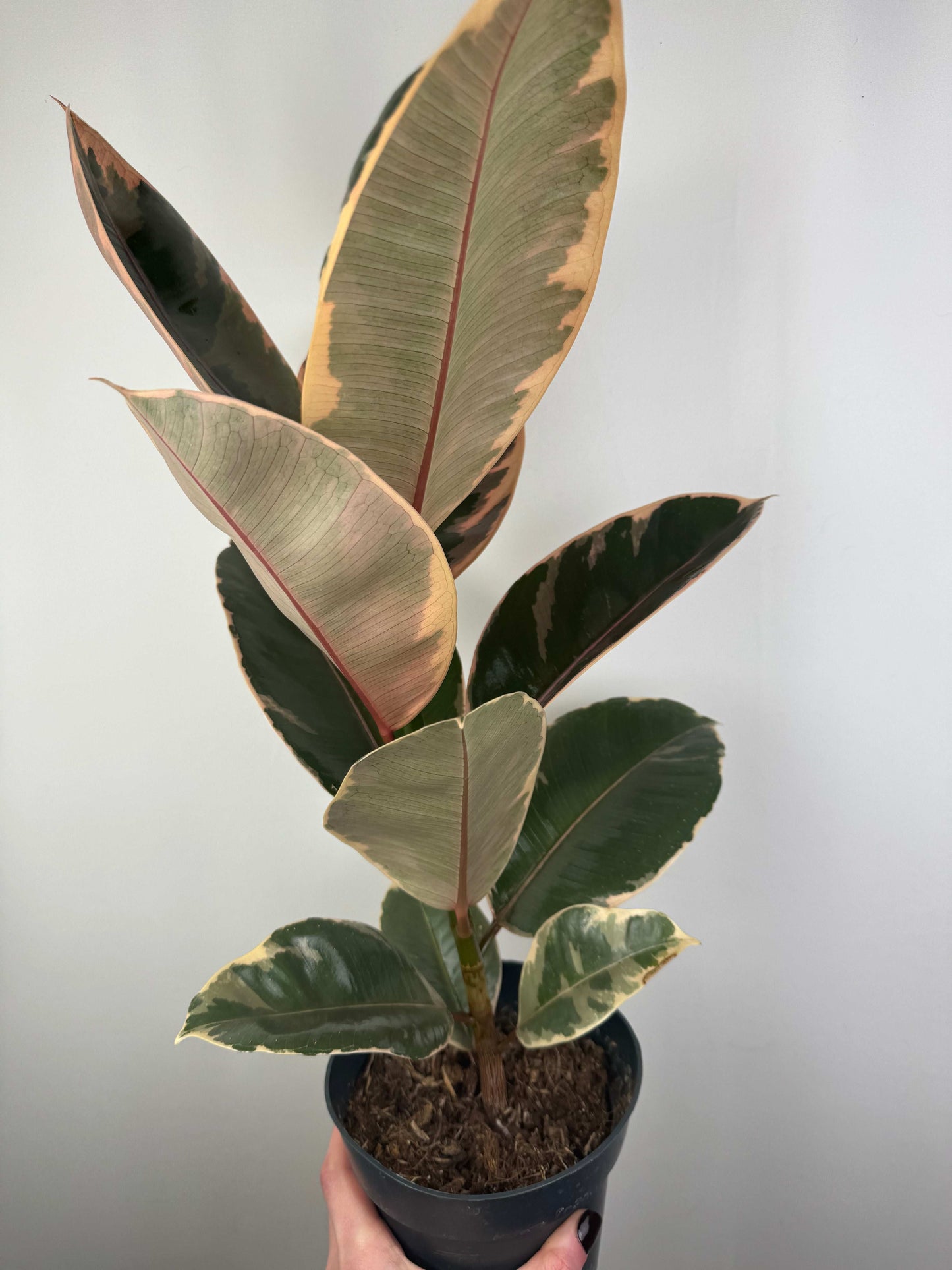 Ficus Elastica Belize “Ruby”