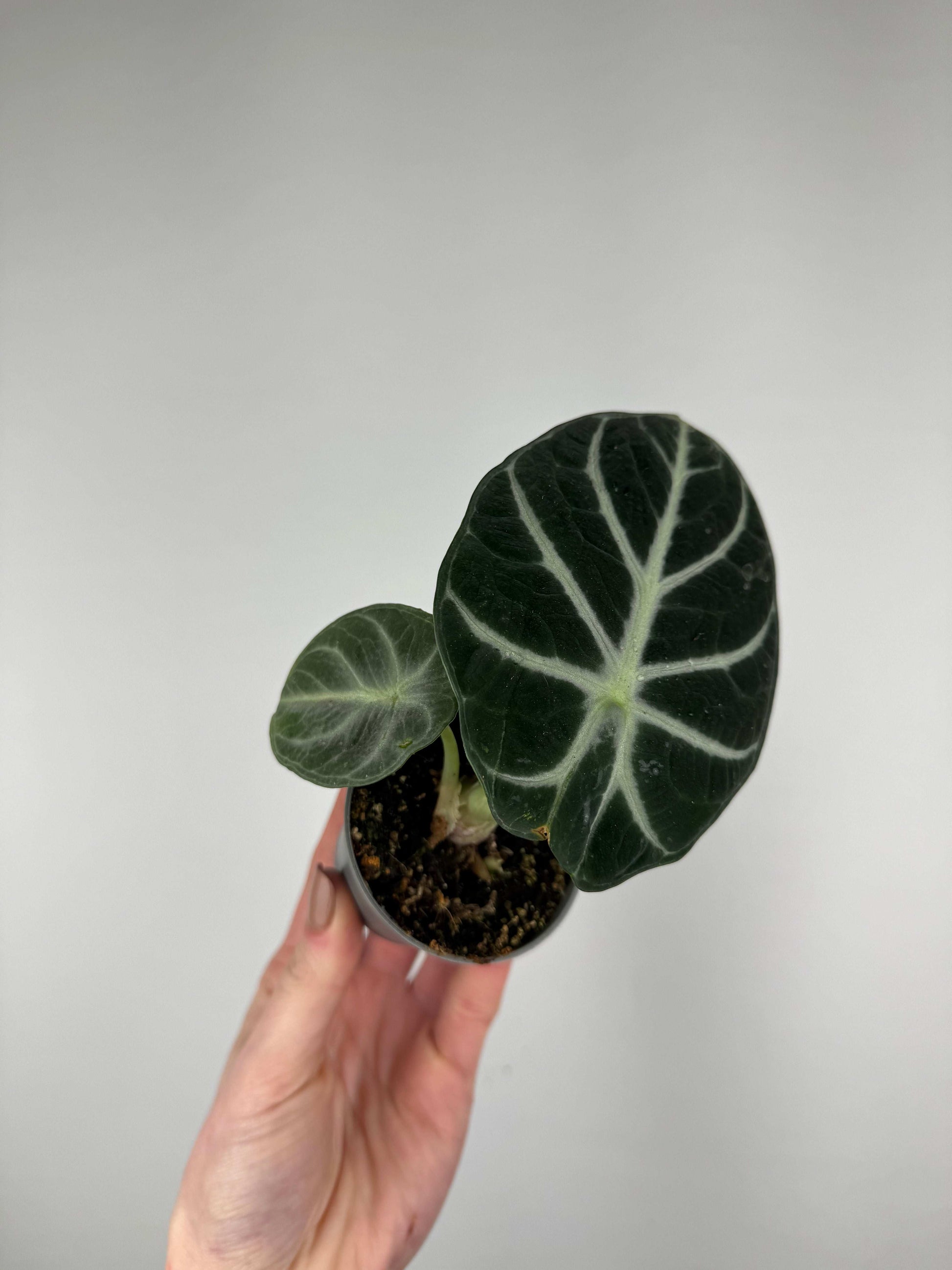 Alocasia Reginula “Ninja”