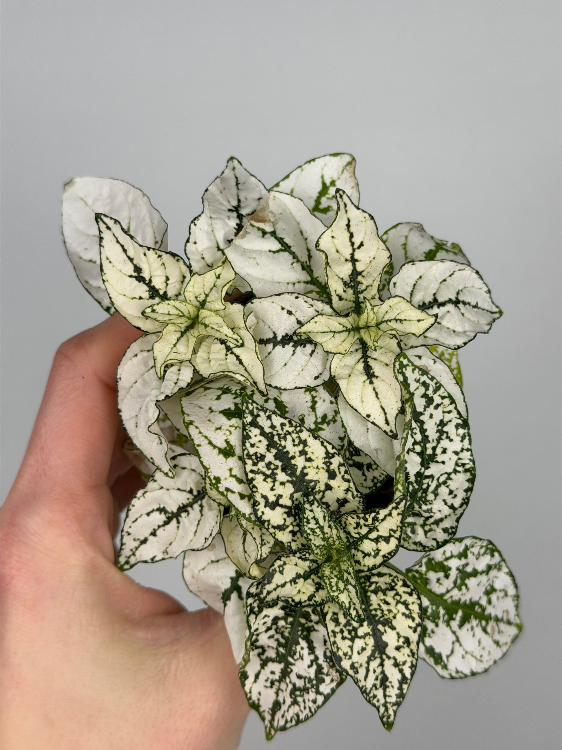 Hypoestes Phyllostachya Hypoestes Tropical Corner Bianco