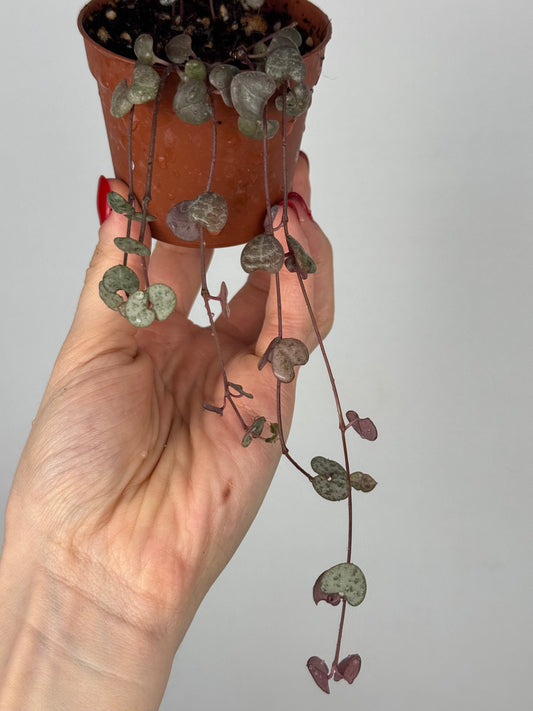 Ceropegia Woodii | Valerie