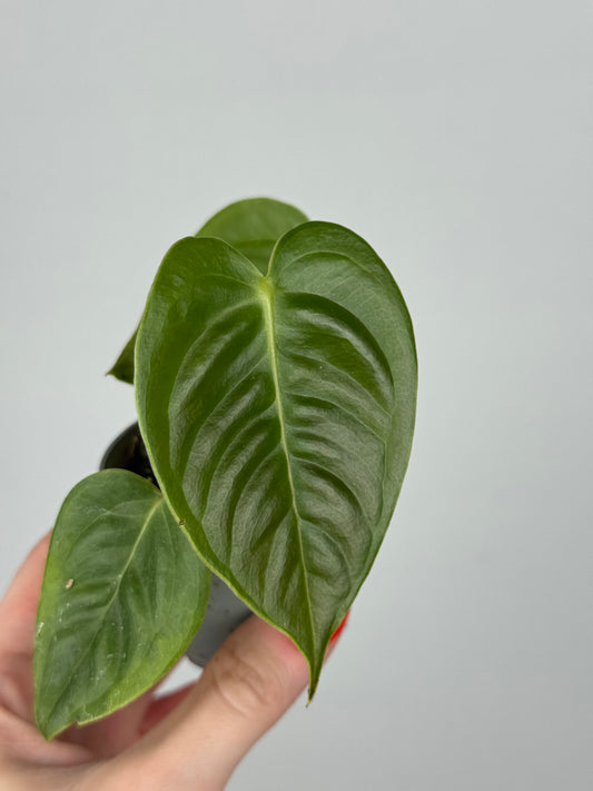 Anthurium Veitchii