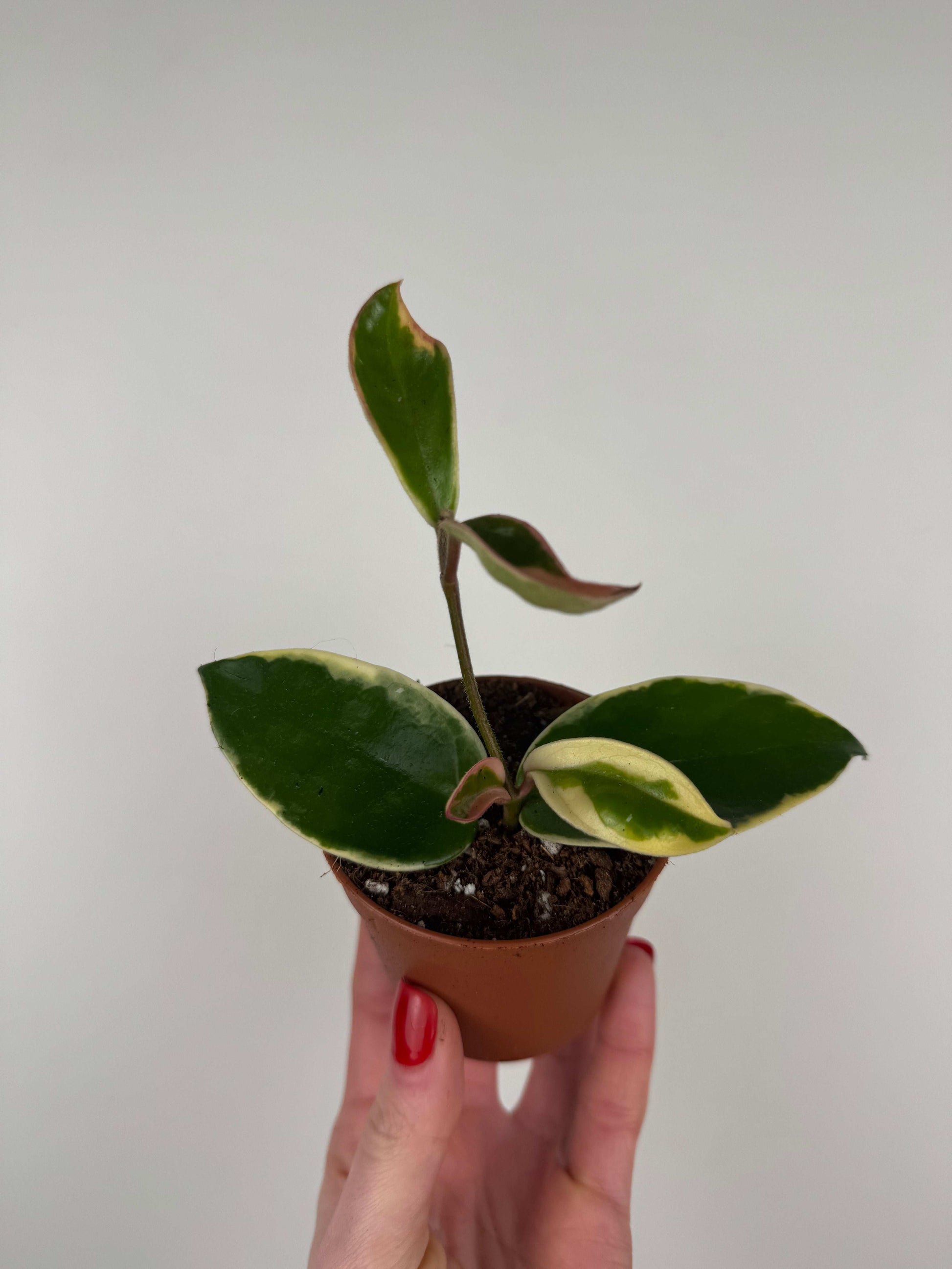 Hoya Carnosa Krimson Queen
