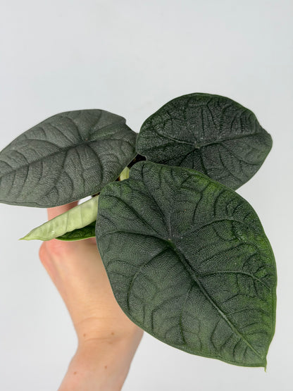 Alocasia Melo Alocasia Tropical Corner
