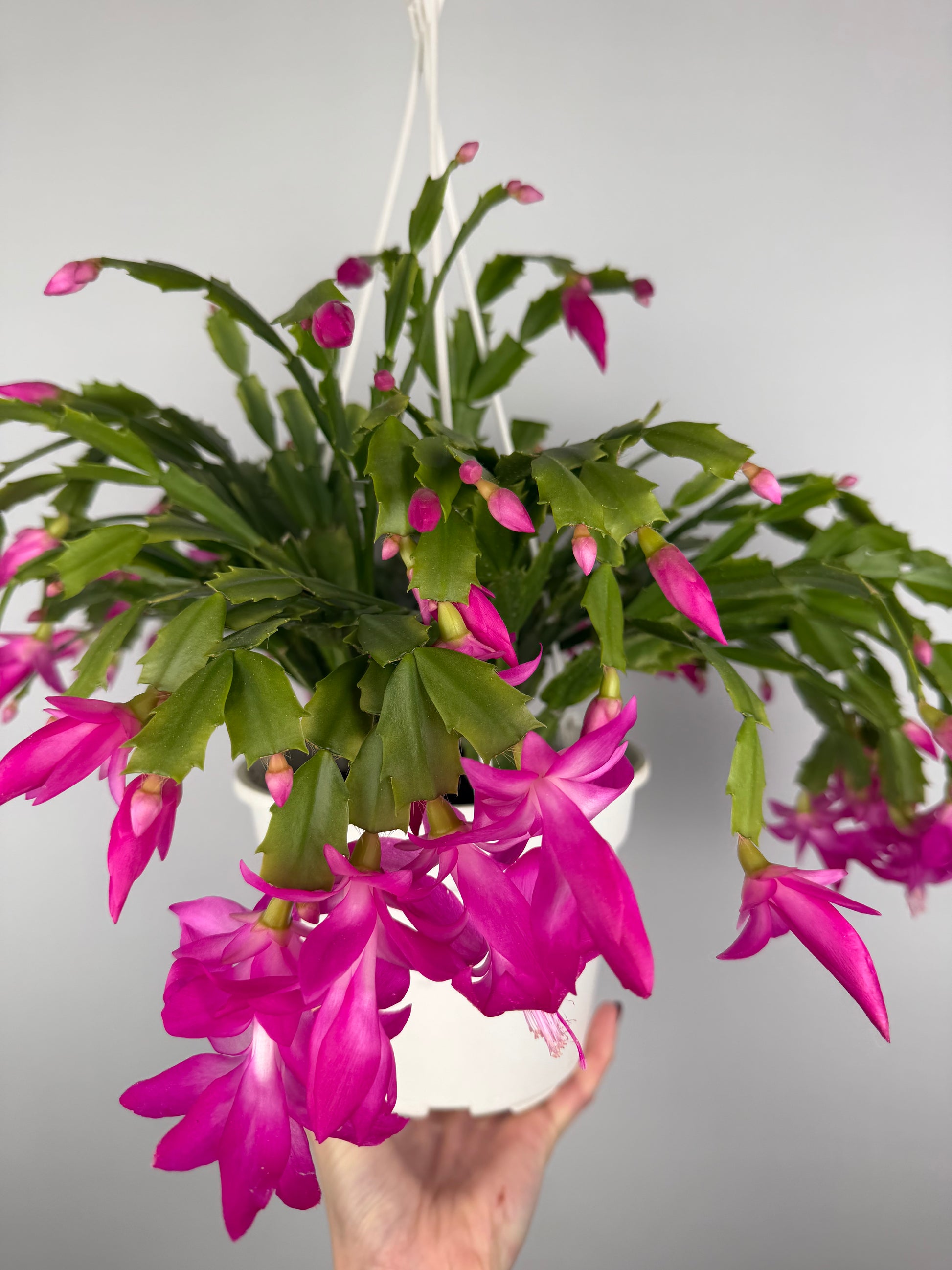 Schlumbergera Fucsia