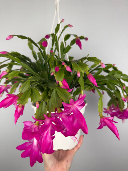 Schlumbergera Fucsia