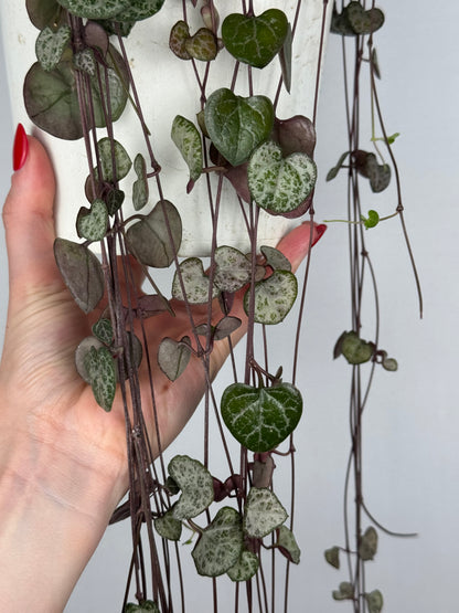 Ceropegia Woodii | Silvie