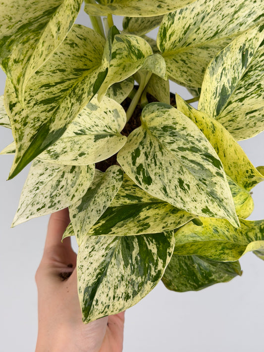 Epipremnum pinnatum 'Snow Leopard'