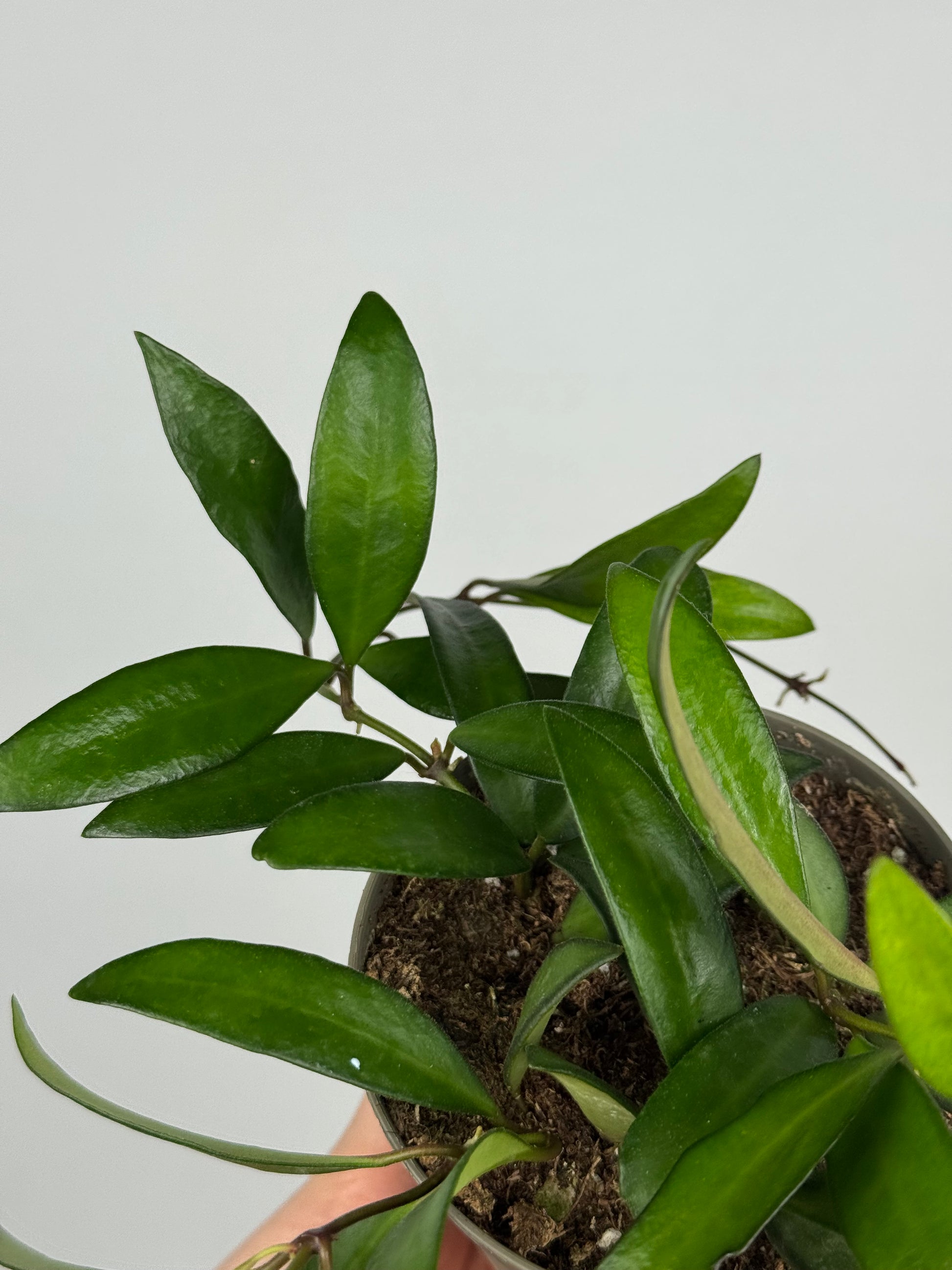 Hoya Rosita