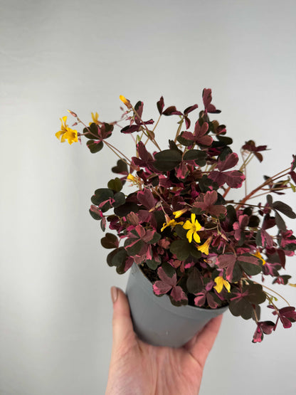 Oxalis Vulcanicola “Pink”