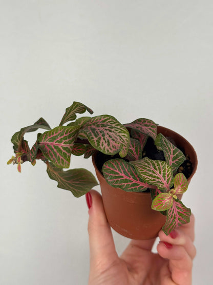 Fittonia “Joly Josan” | Mina