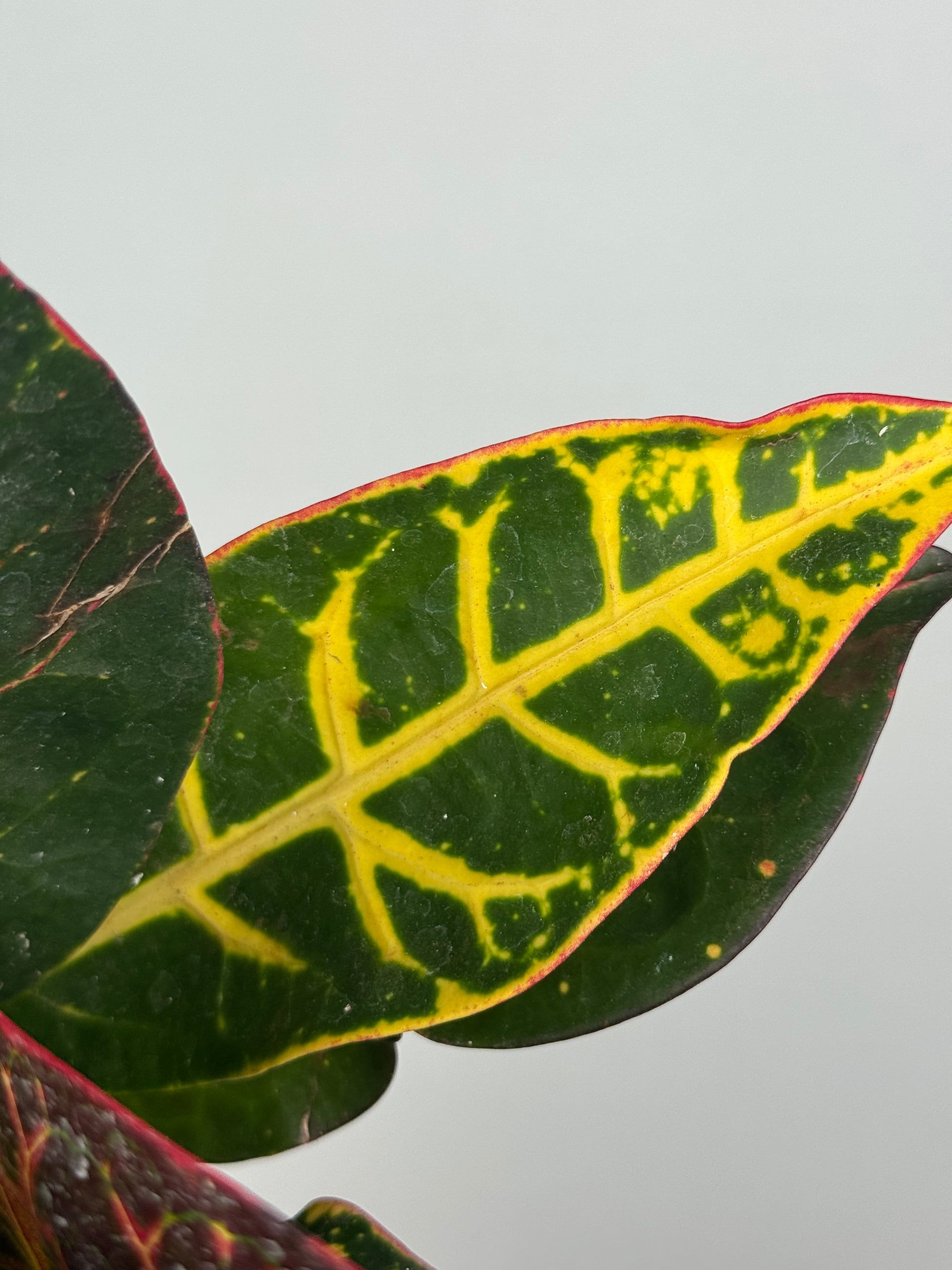 Codiaeum variegatum “Petra”