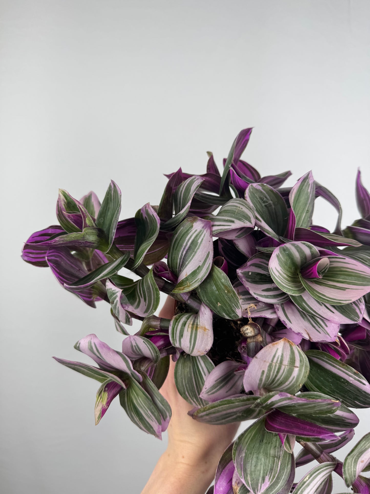 Tradescantia “Nanouk” | Michela