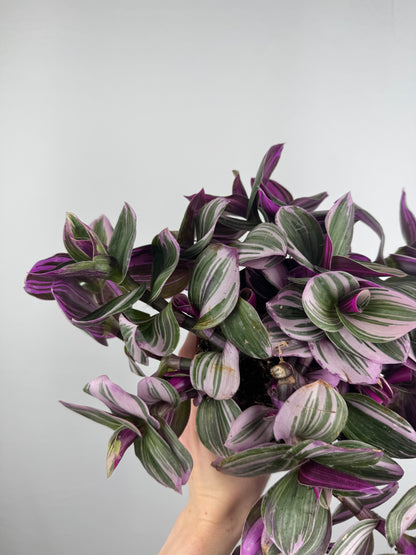 Tradescantia “Nanouk” | Michela