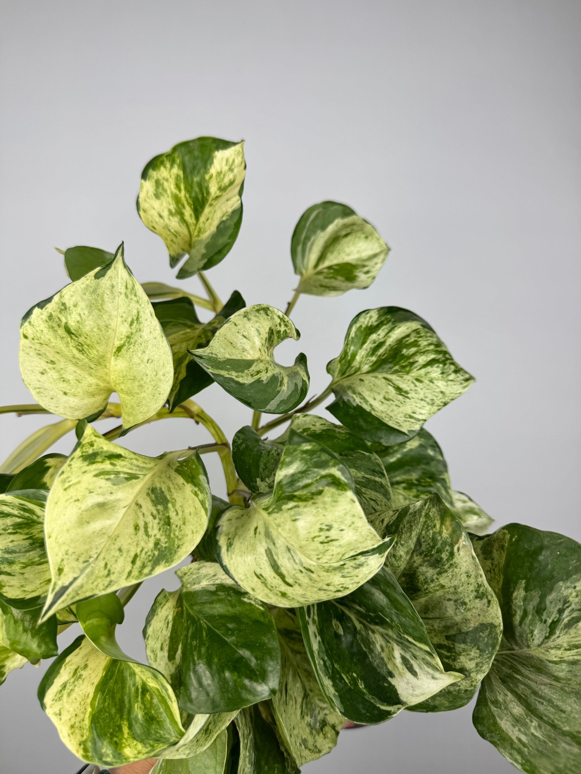 Epipremnum Manjula “Happy Leaf”