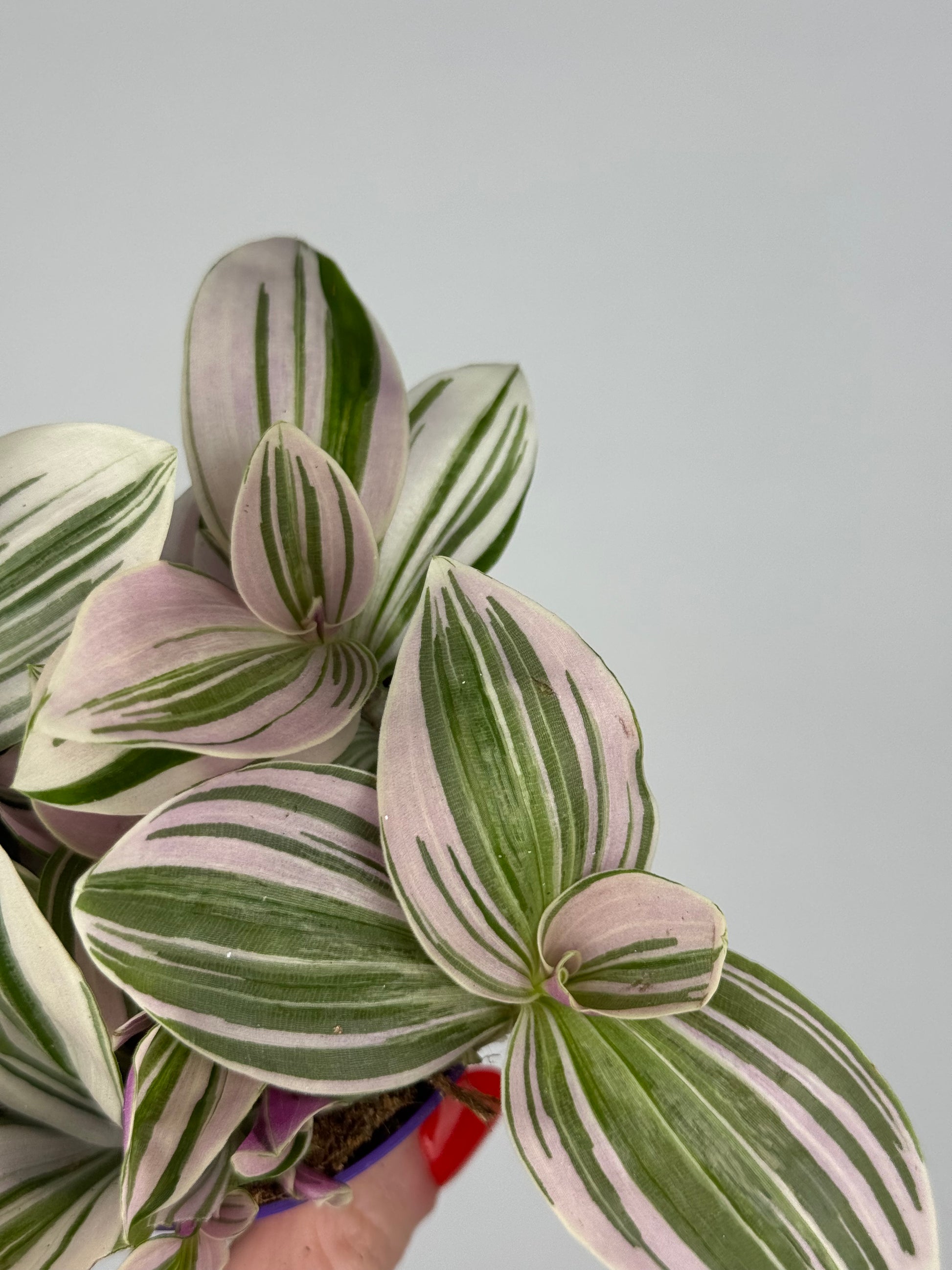 Tradescantia Unicorn