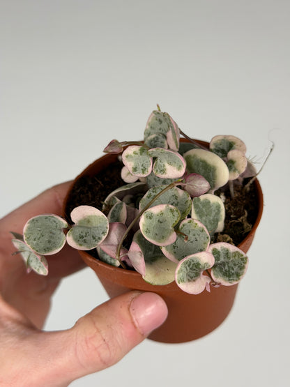 Ceropegia woodii 'String of hearts' variegata Ceropegia Tropical Corner