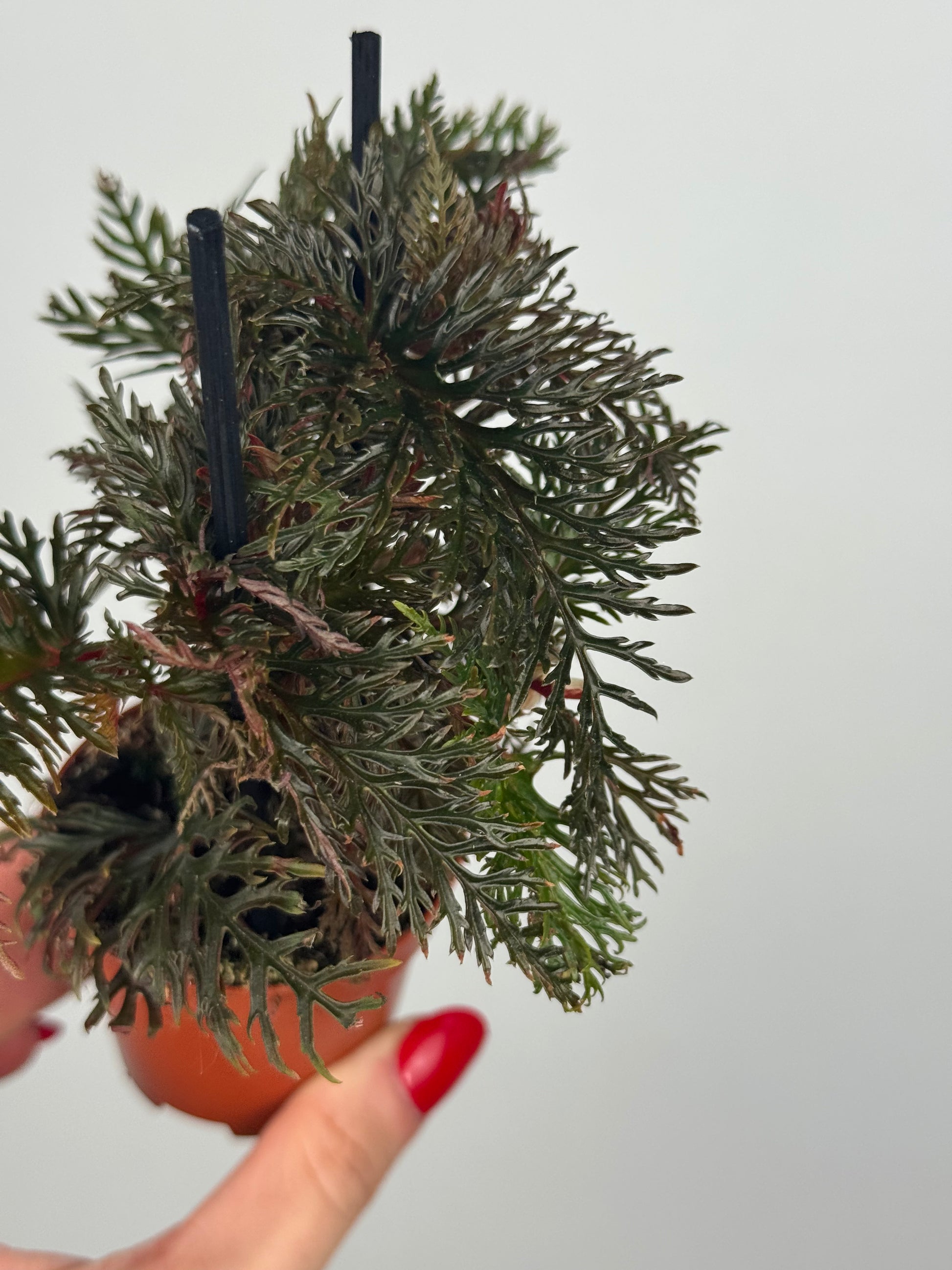 Begonia Bipinnatifida