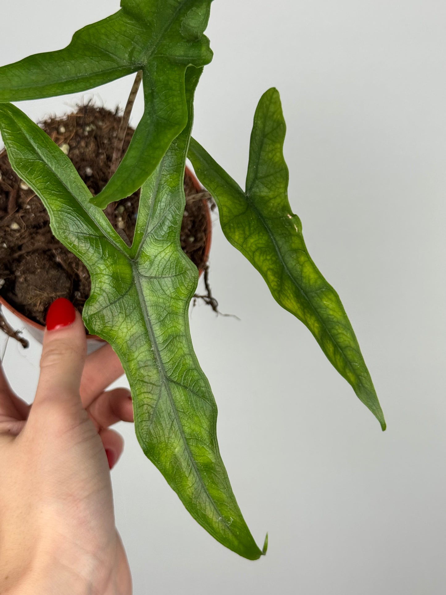 Alocasia Sabrina Narrow