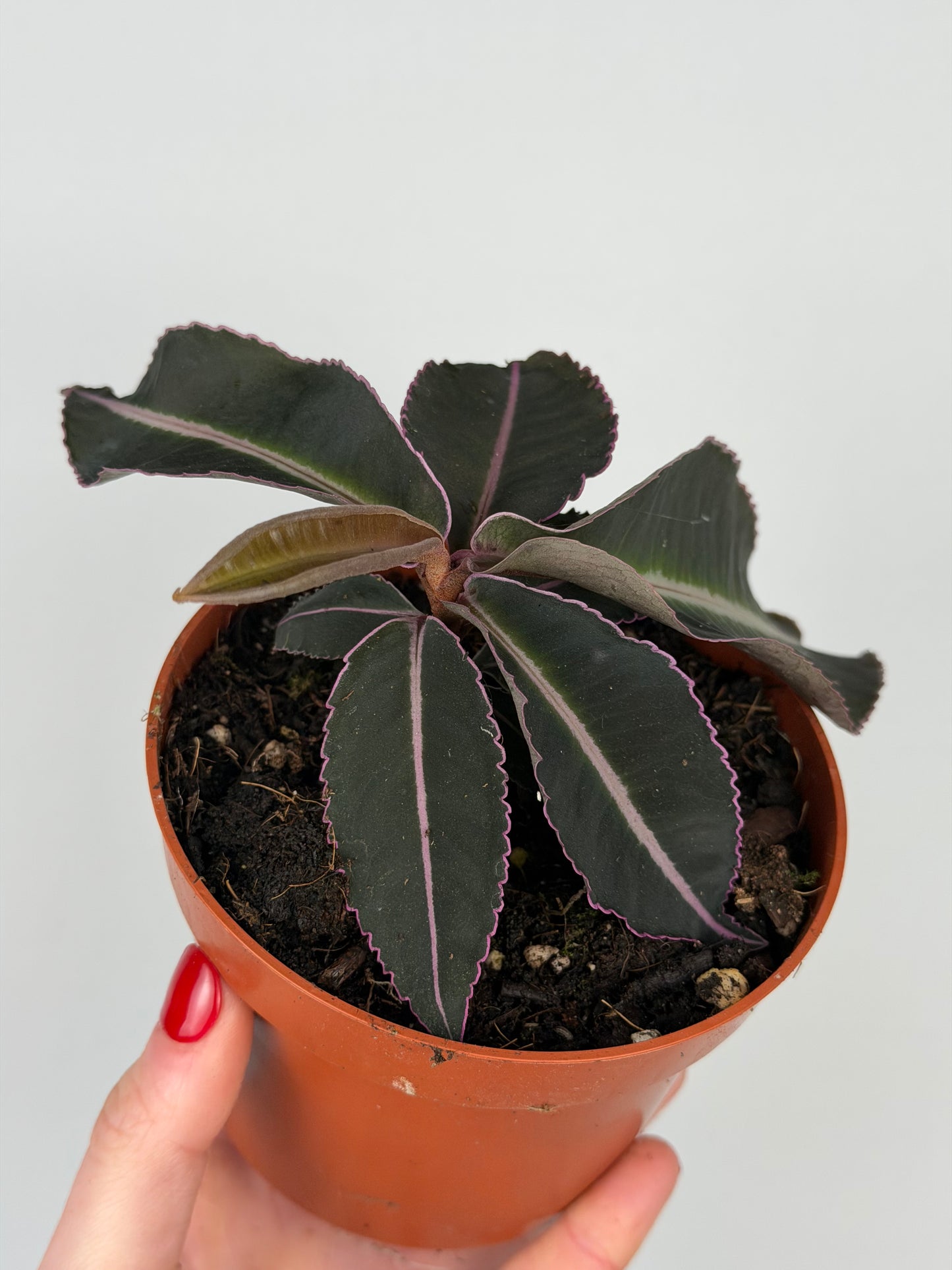 Labisia Pumila 'Electric Pink' Labisia Tropical Corner