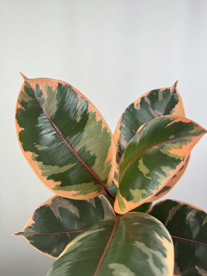 Ficus Elastica Belize “Ruby”