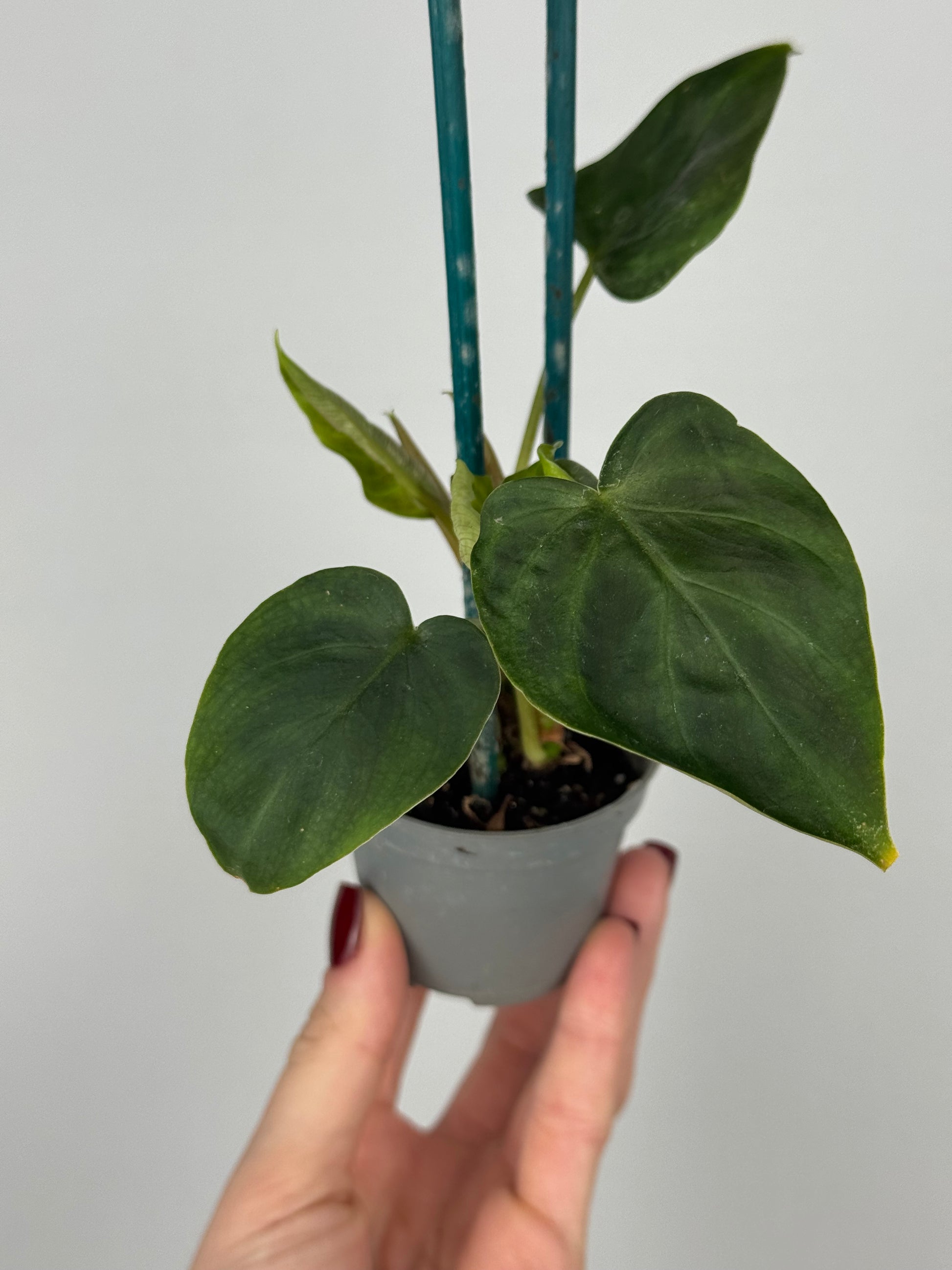 Philodendron El Choco Red | Ash