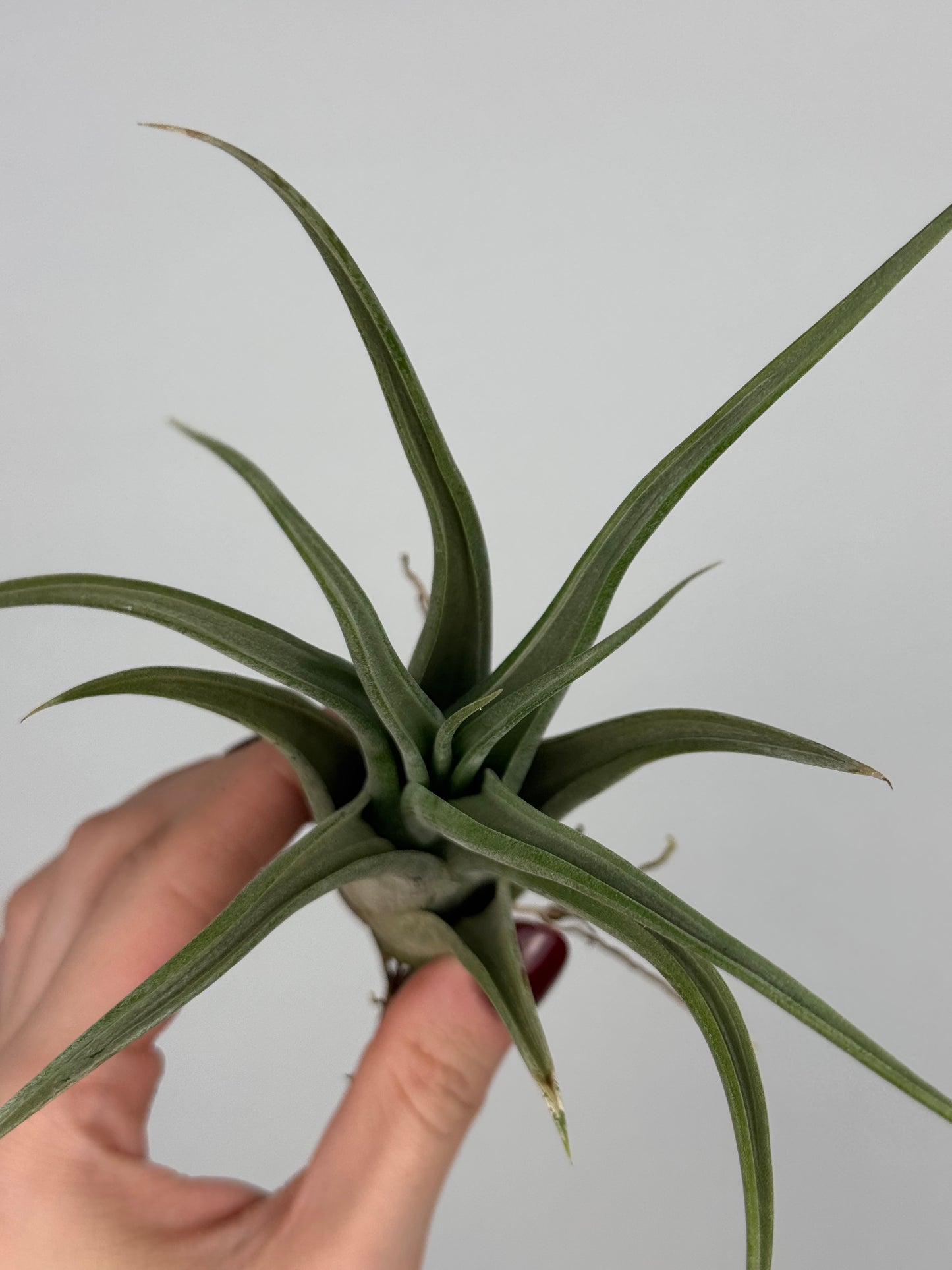 Tillandsia Fasciculata