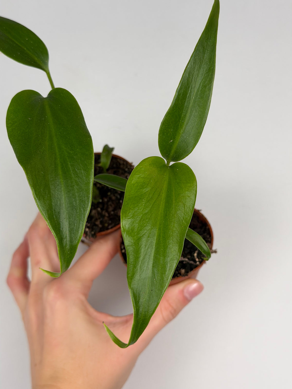 Monstera Burle Marx Flame