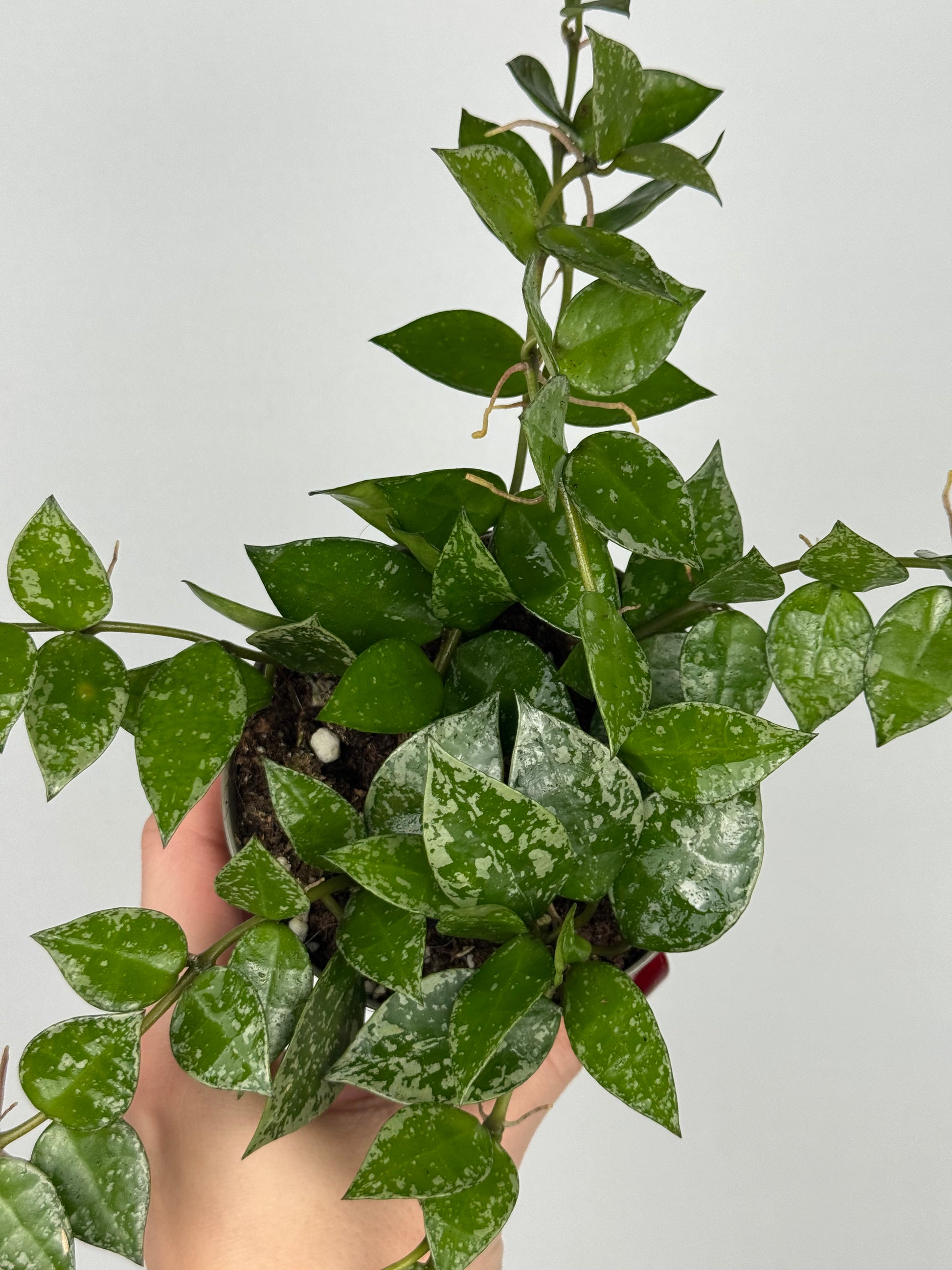 Hoya Krohniana 'Splash'