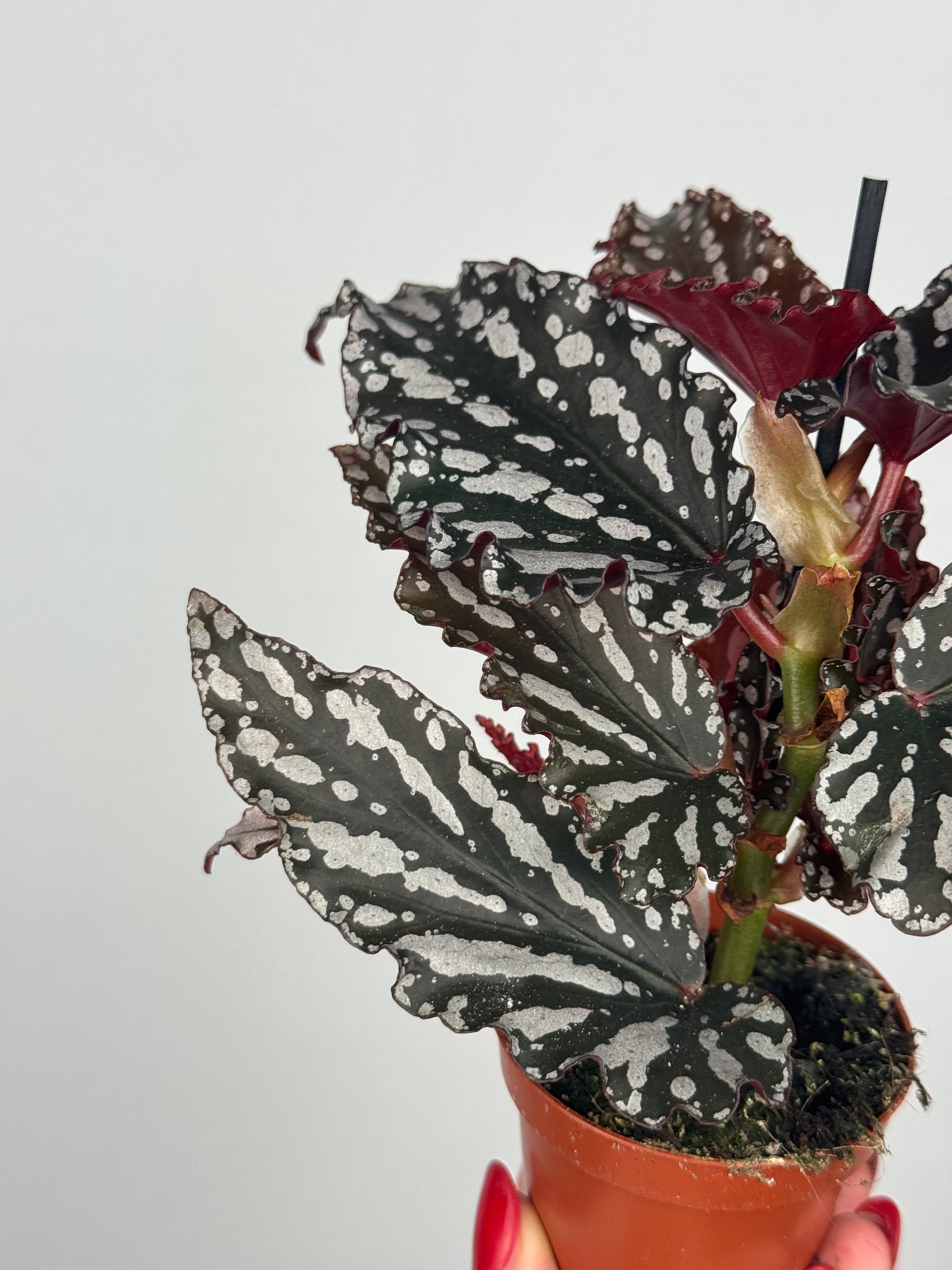 Begonia maculata 'Spotlight Dark'