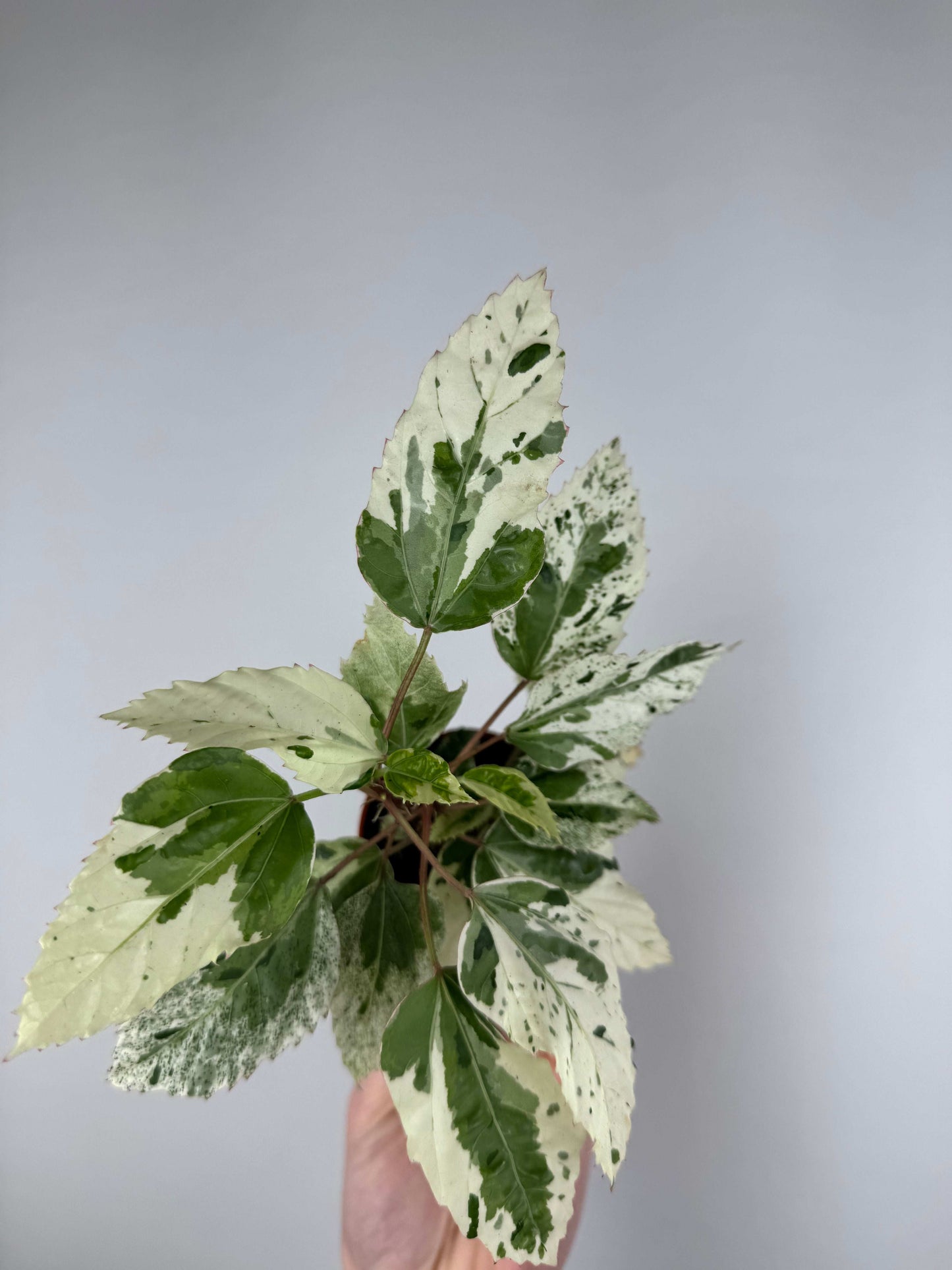 Hibiscus rosa-sinensis “Variegata”