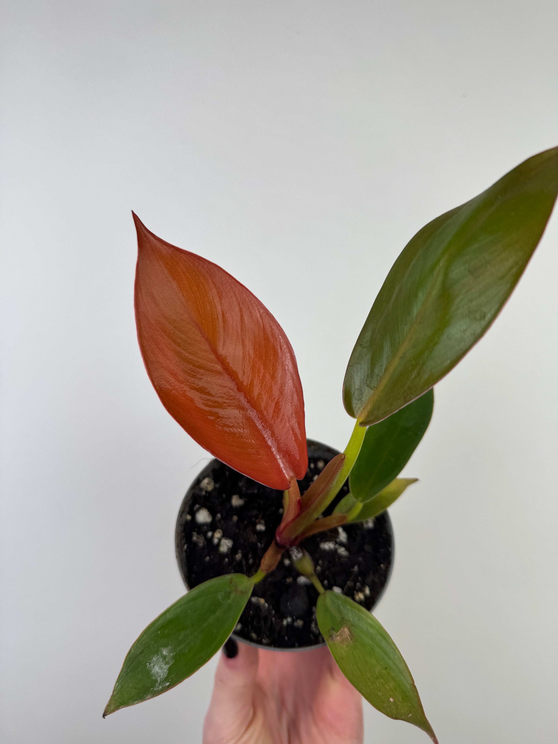 Philodendron “Prince of Orange”