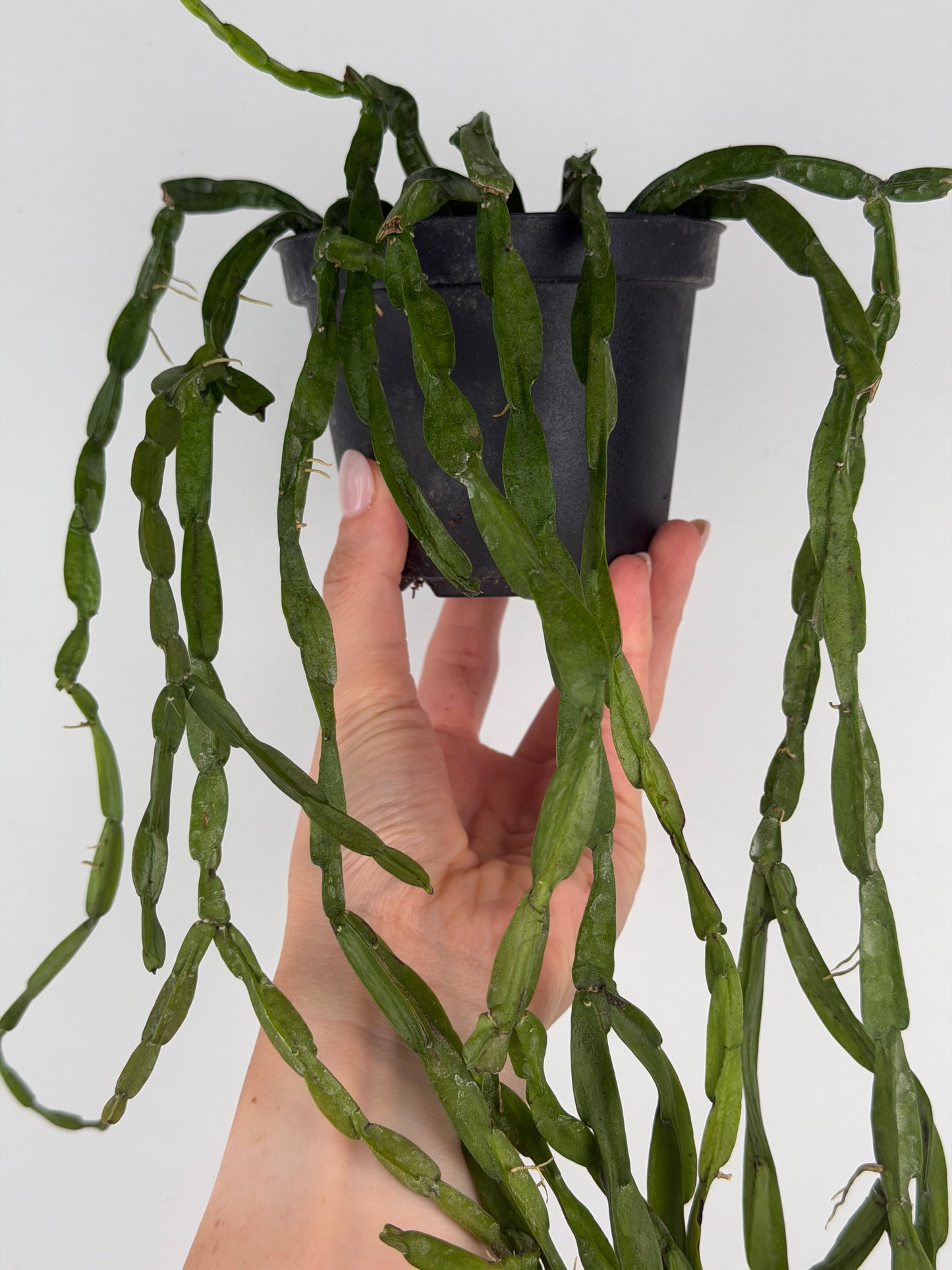 Rhipsalis Paradoxa Tropical Corner