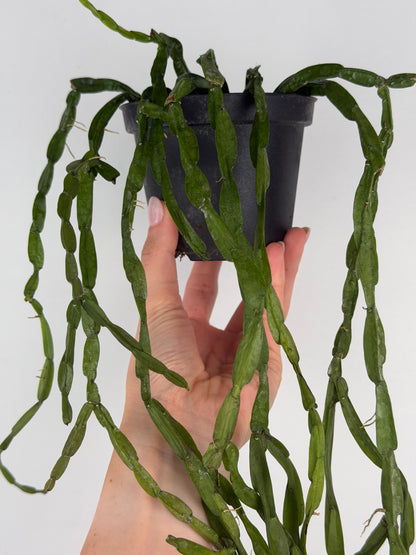 Rhipsalis Paradoxa Tropical Corner