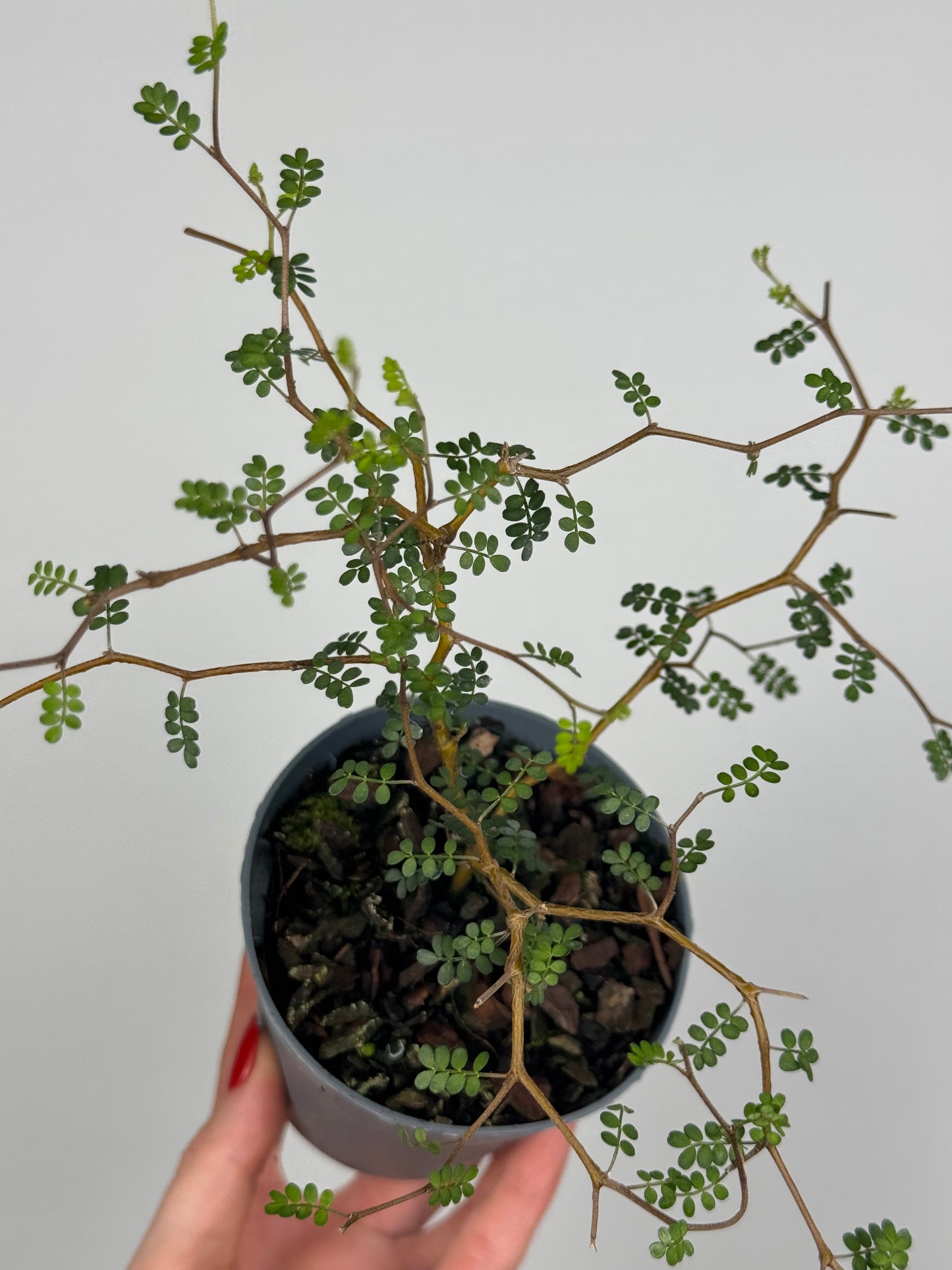 Sophora Prostrata “Little Baby”