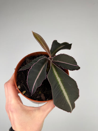 Labisia Pumila 'Electric Pink' Labisia Tropical Corner
