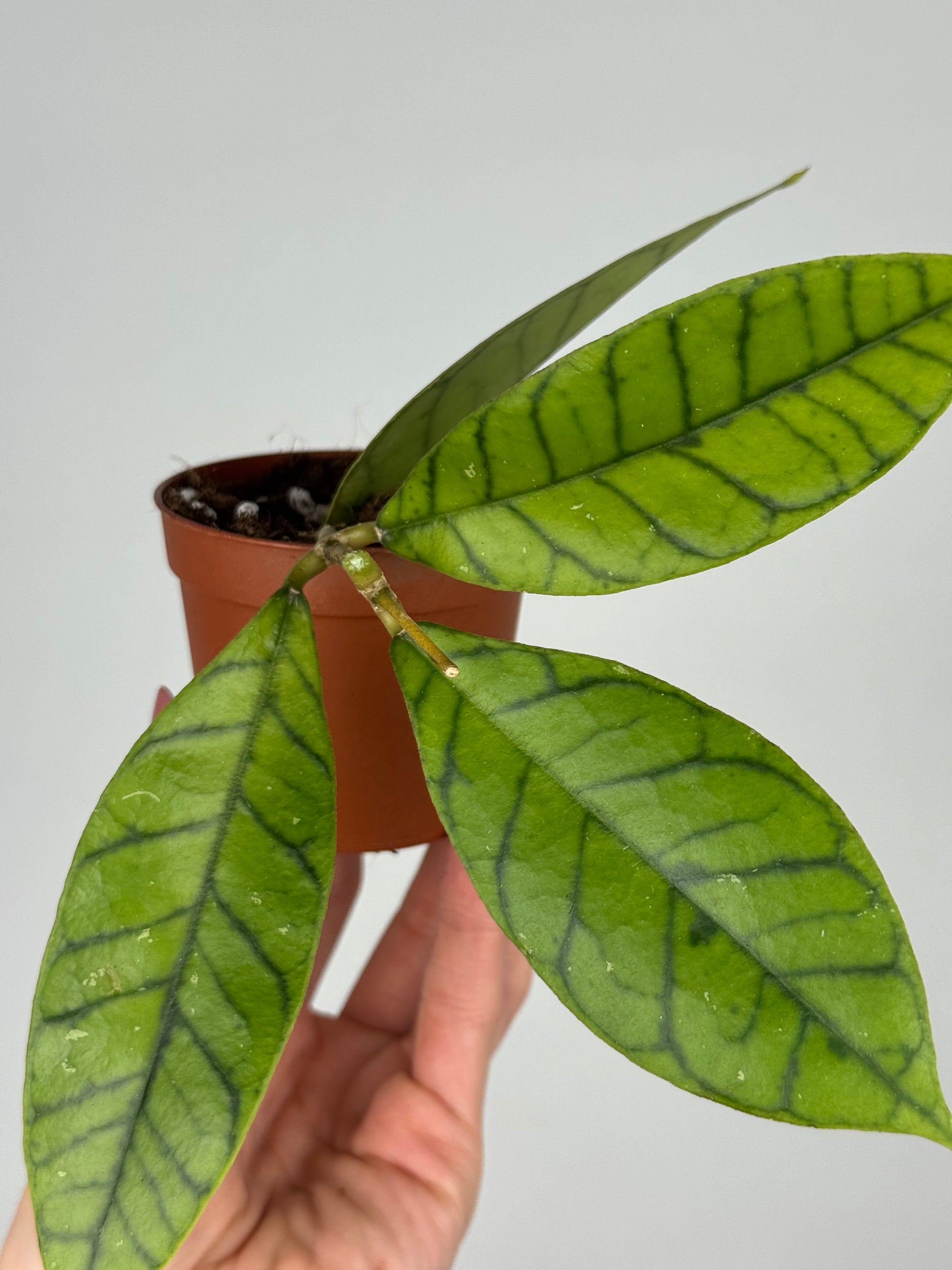 Hoya Callistophylla 'KAL 16'