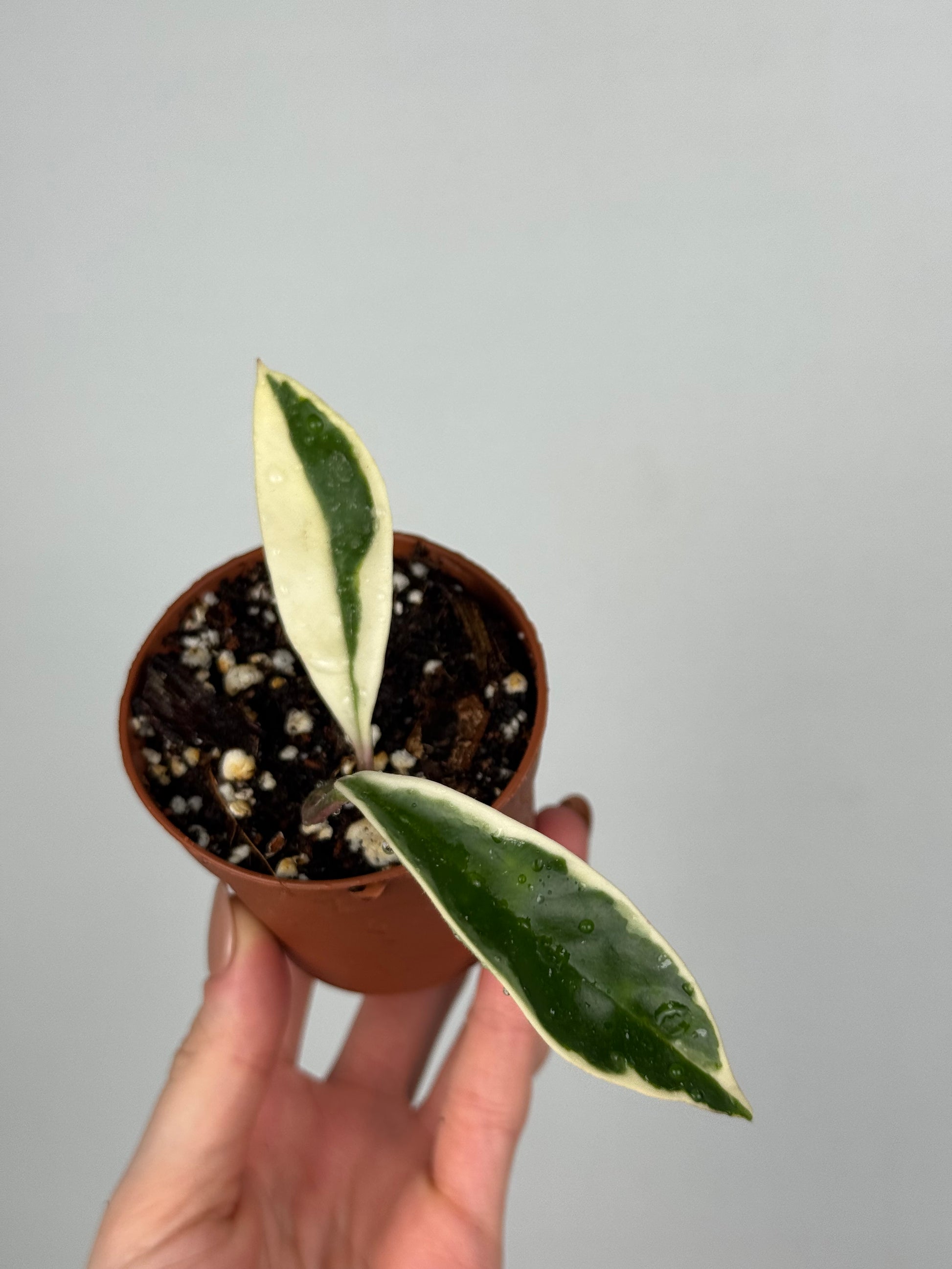 Hoya Krimson Queen | Lily