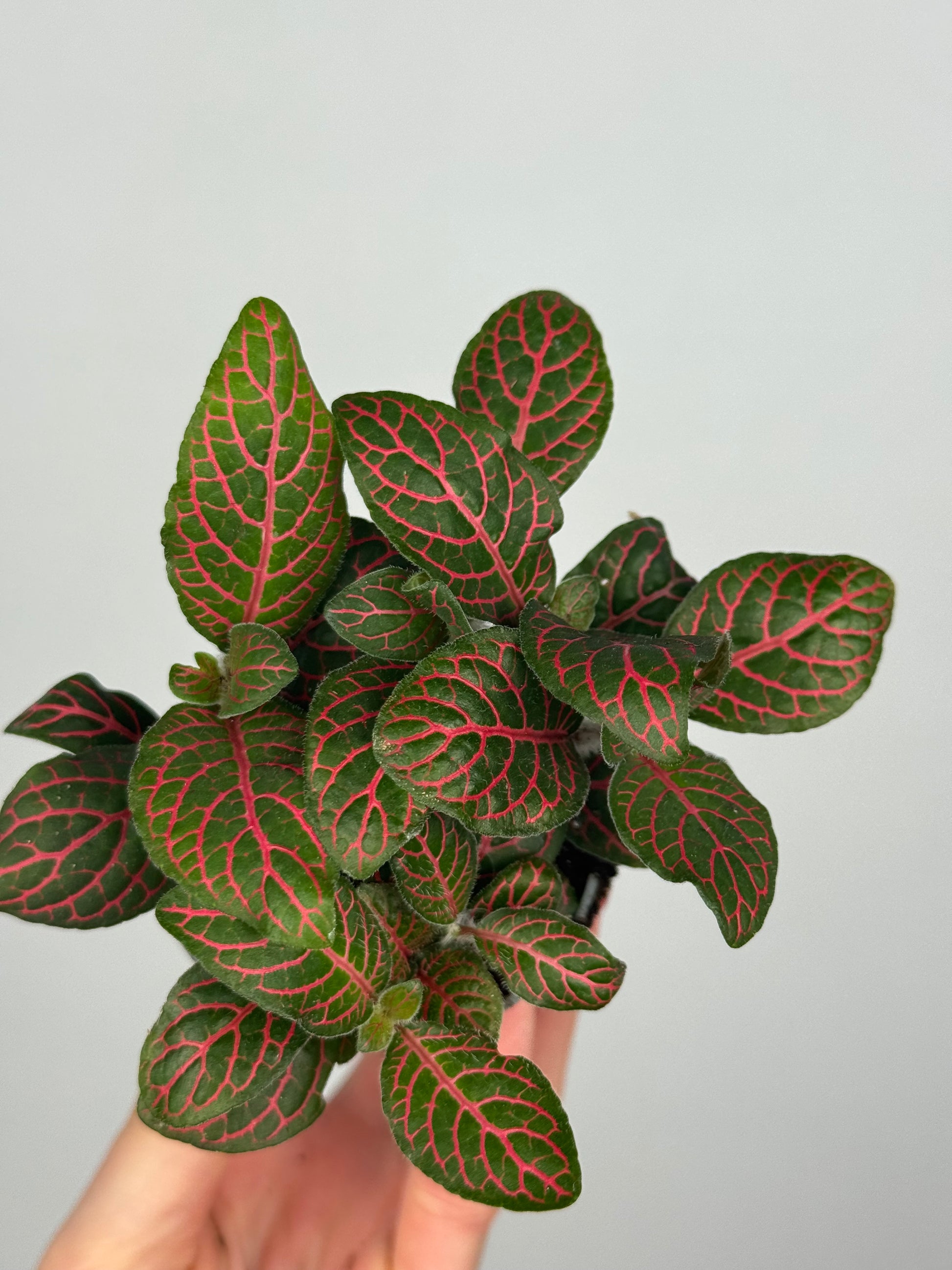 Fittonia verschaffeltii 'Red Star'