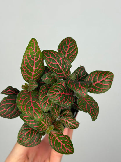 Fittonia verschaffeltii 'Red Star'