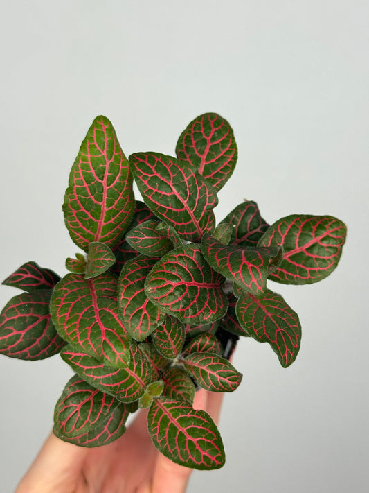 Fittonia verschaffeltii 'Red Star'
