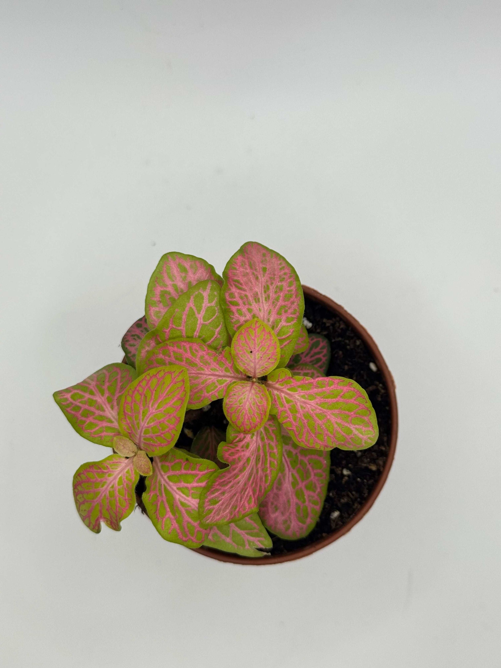 Fittonia “Ruby Lime”