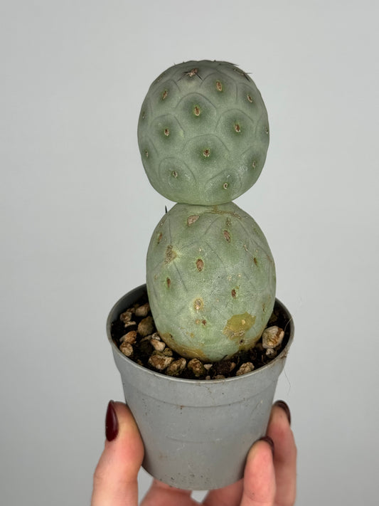 Tephrocactus geometricus